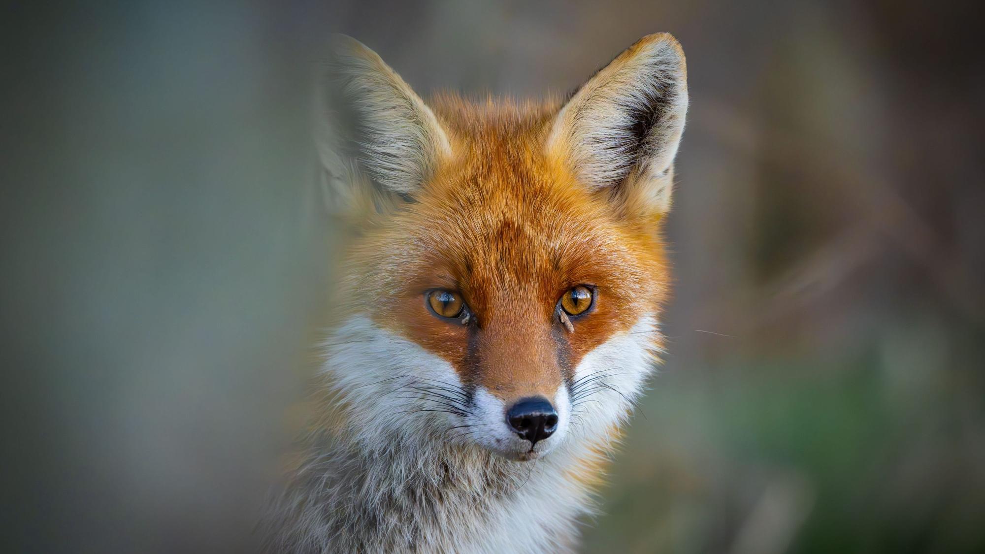 Ein Rotfuchs schleicht durch einen Wald.