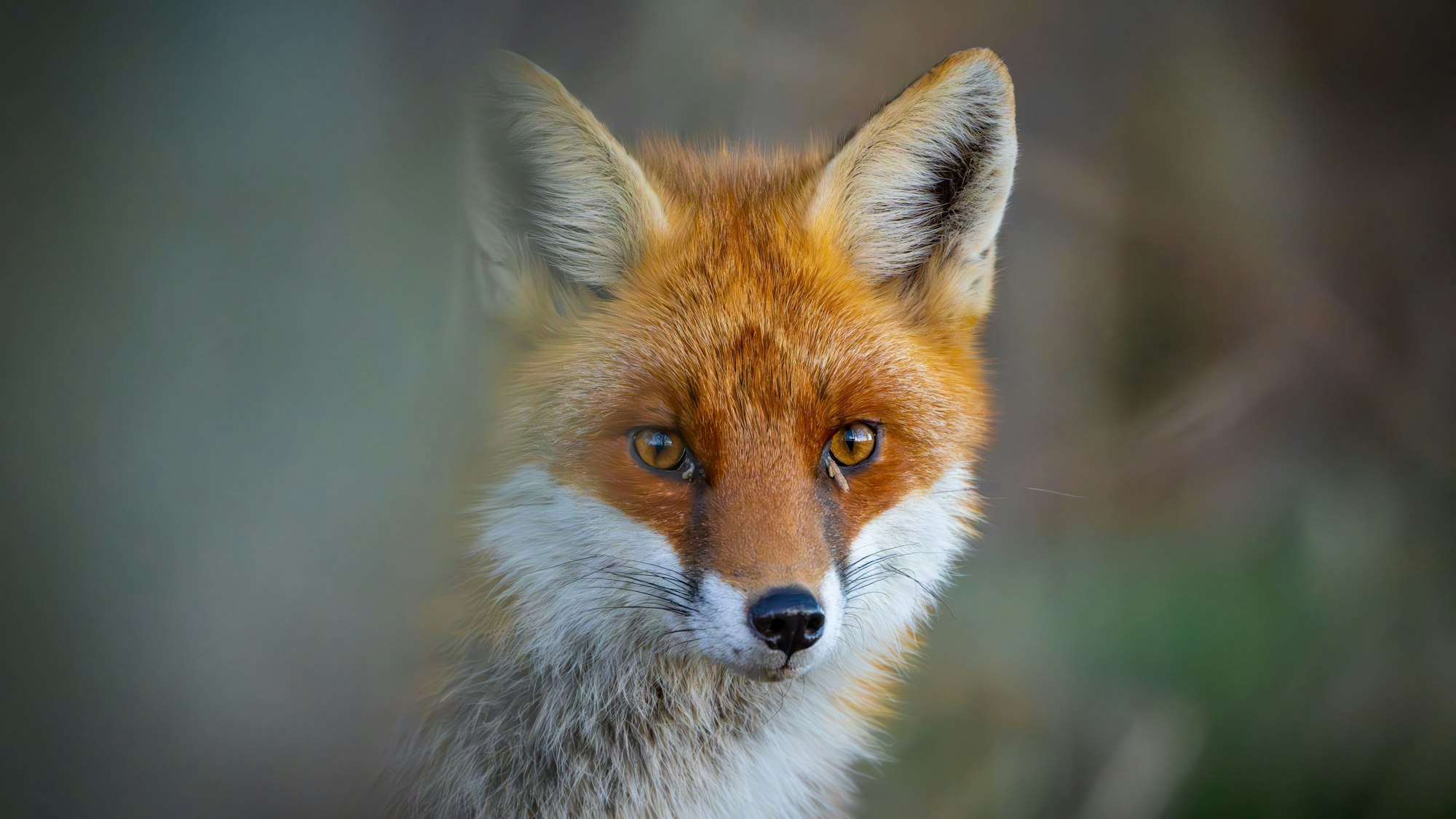 Ein Rotfuchs schleicht durch einen Wald.