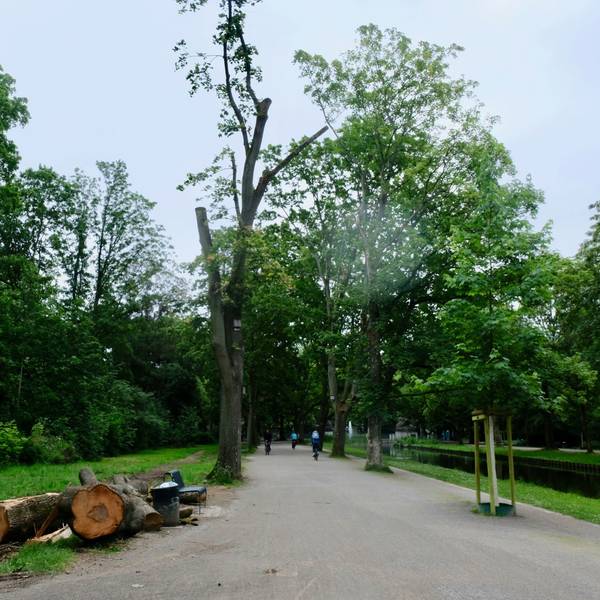 Am Rand eines Weges an einem Kanal liegen die Baumstämme eines umgestürzten Baumes.