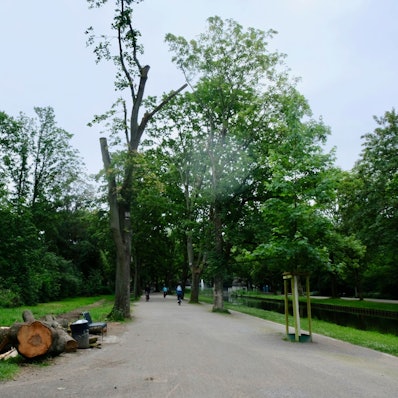 Am Rand eines Weges an einem Kanal liegen die Baumstämme eines umgestürzten Baumes.