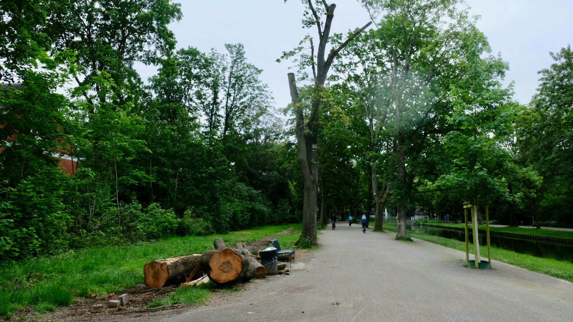 Am Rand eines Weges an einem Kanal liegen die Baumstämme eines umgestürzten Baumes.