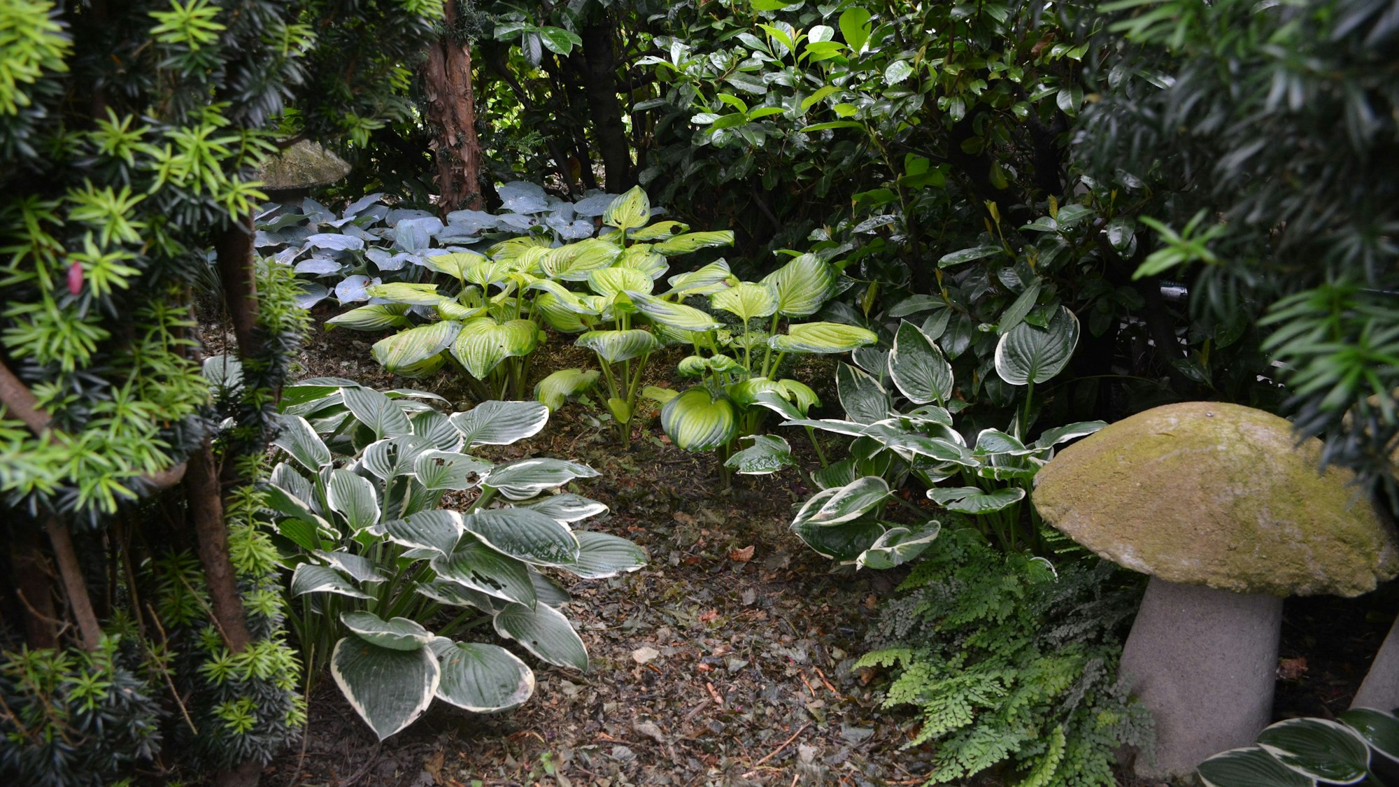 Zu sehen großblättrige Gewächse mit 30 Zentimetern Höhe.