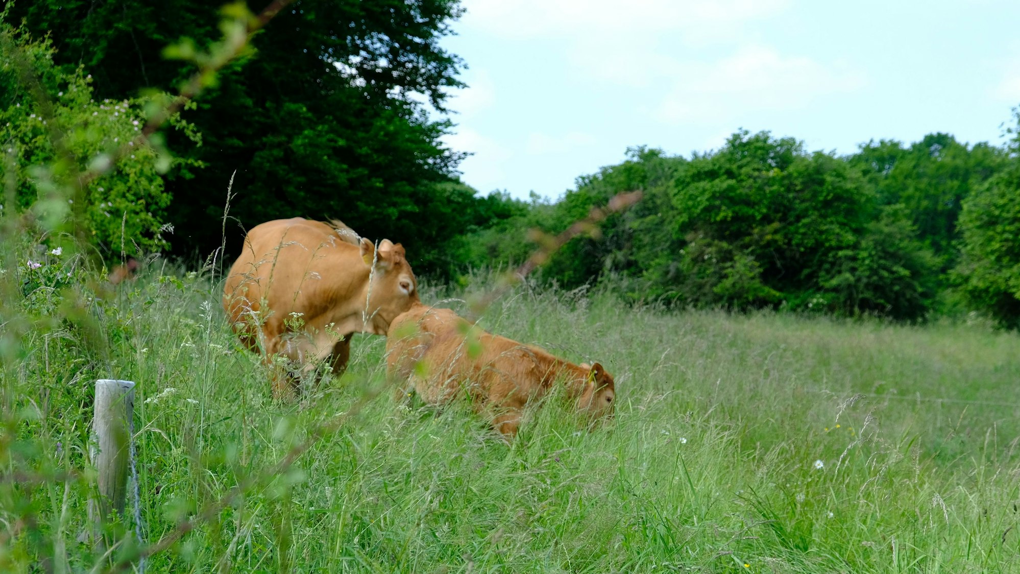 Ein Limousin-Rind und ein Kalb grasen auf einer Weide. Im Hintergrund stehen Büsche und Sträucher.