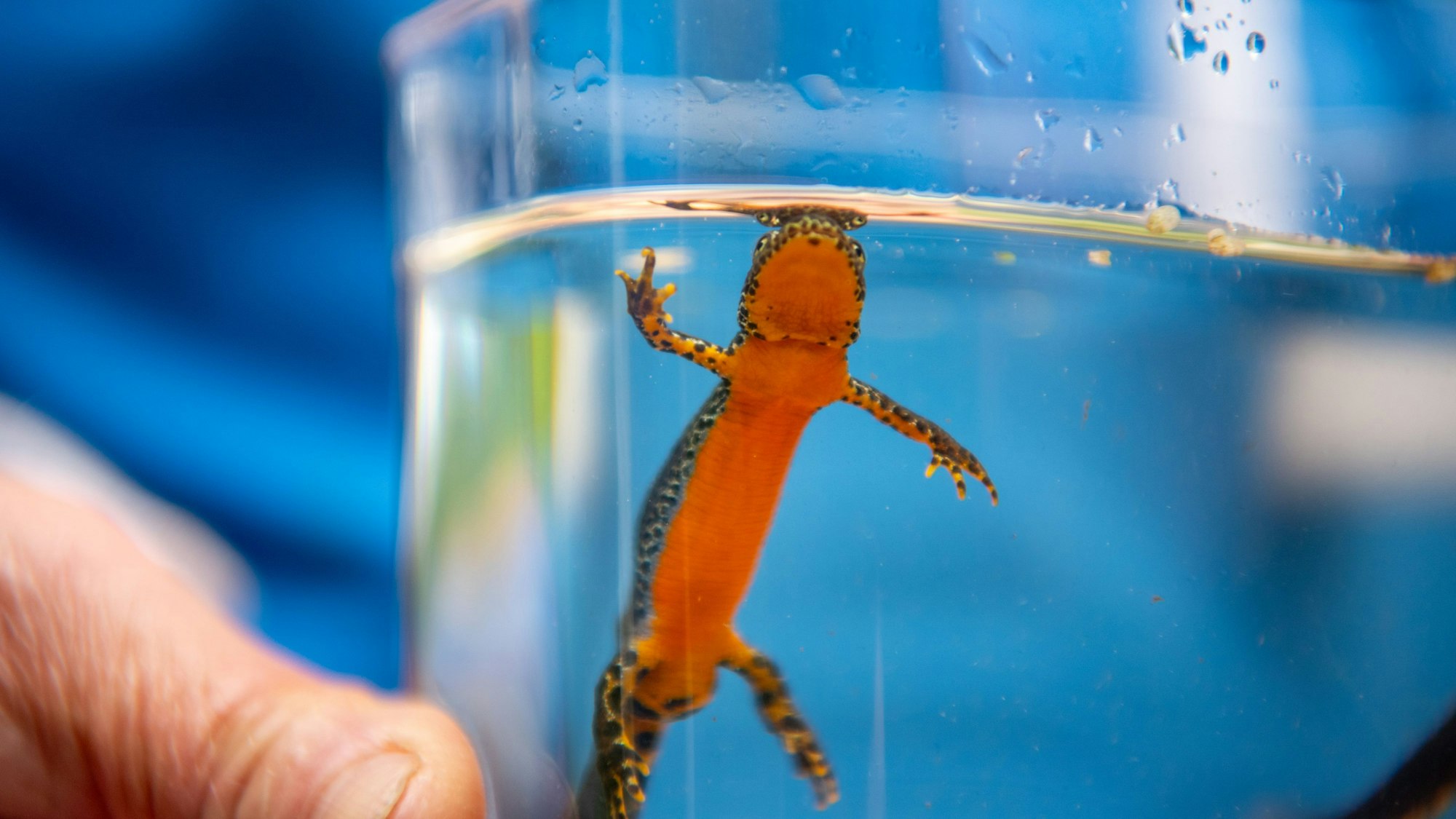 In einem durchsichtigen Gefäß schwimmt ein Bergmolch an die Wasseroberfläche, zu sehen ist der orangene Bauch des Tiers.