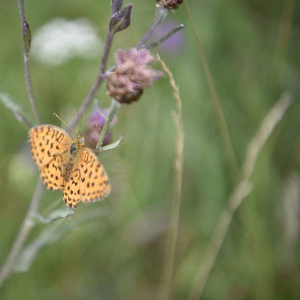 Ein orangefarbener Schmetterling mit schwarzer Musterung sitzt auf einem Halm einer verblühten Blume.