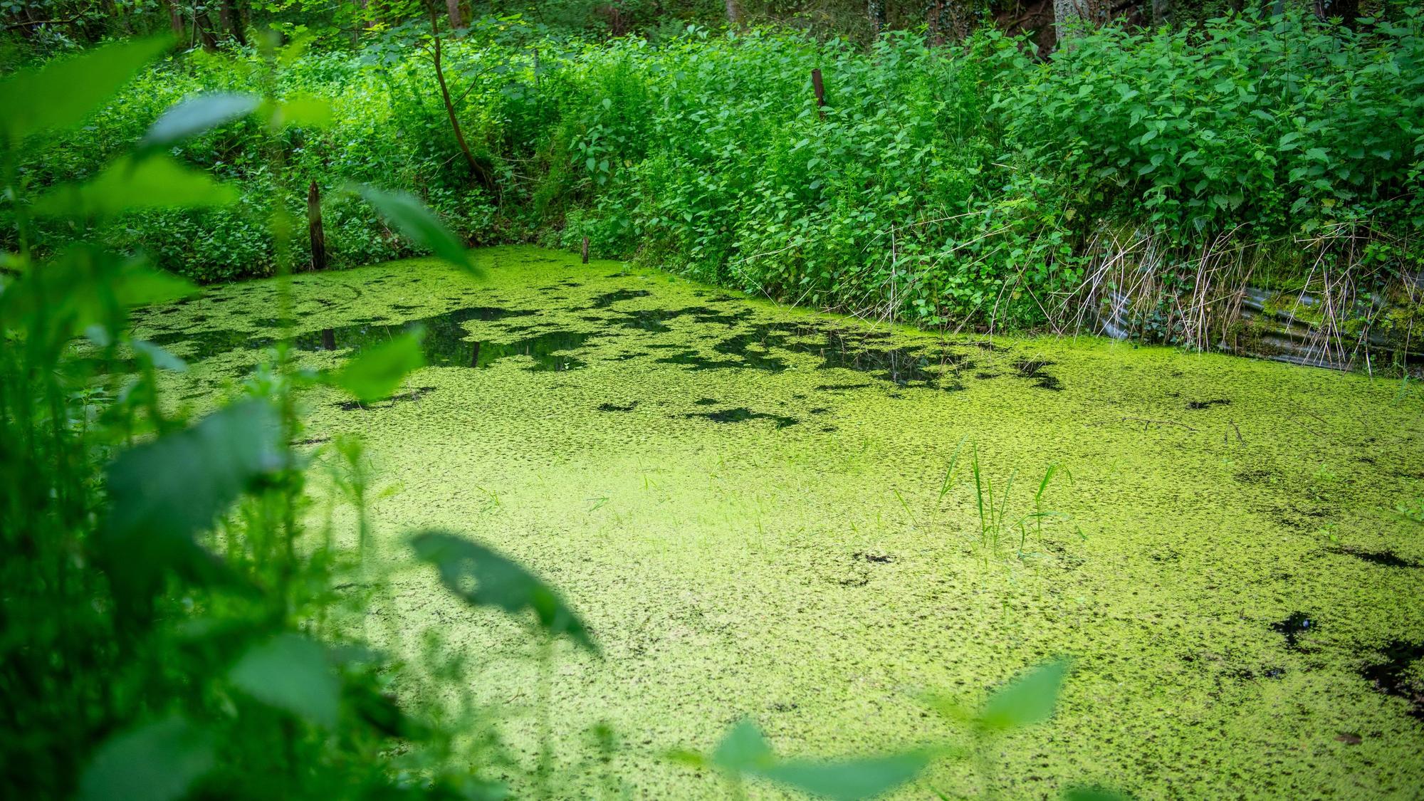 Auf einem Teich am Wald schwimmen zahlreiche hellgrüne Wasserlinsen, drumherum wachsen Brennnesseln.