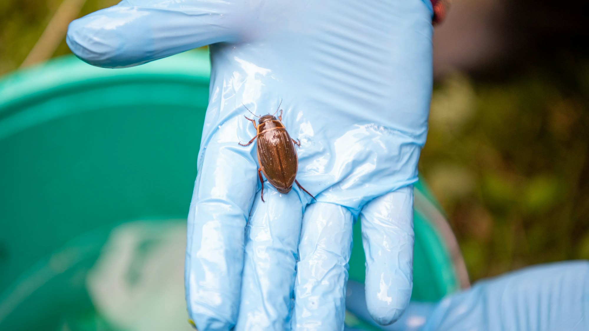Ein Gelbrandkäfer sitzt auf der flachen Hand von Ulrich Pohl vom Naturschutzbund im Kreis Euskirchen.