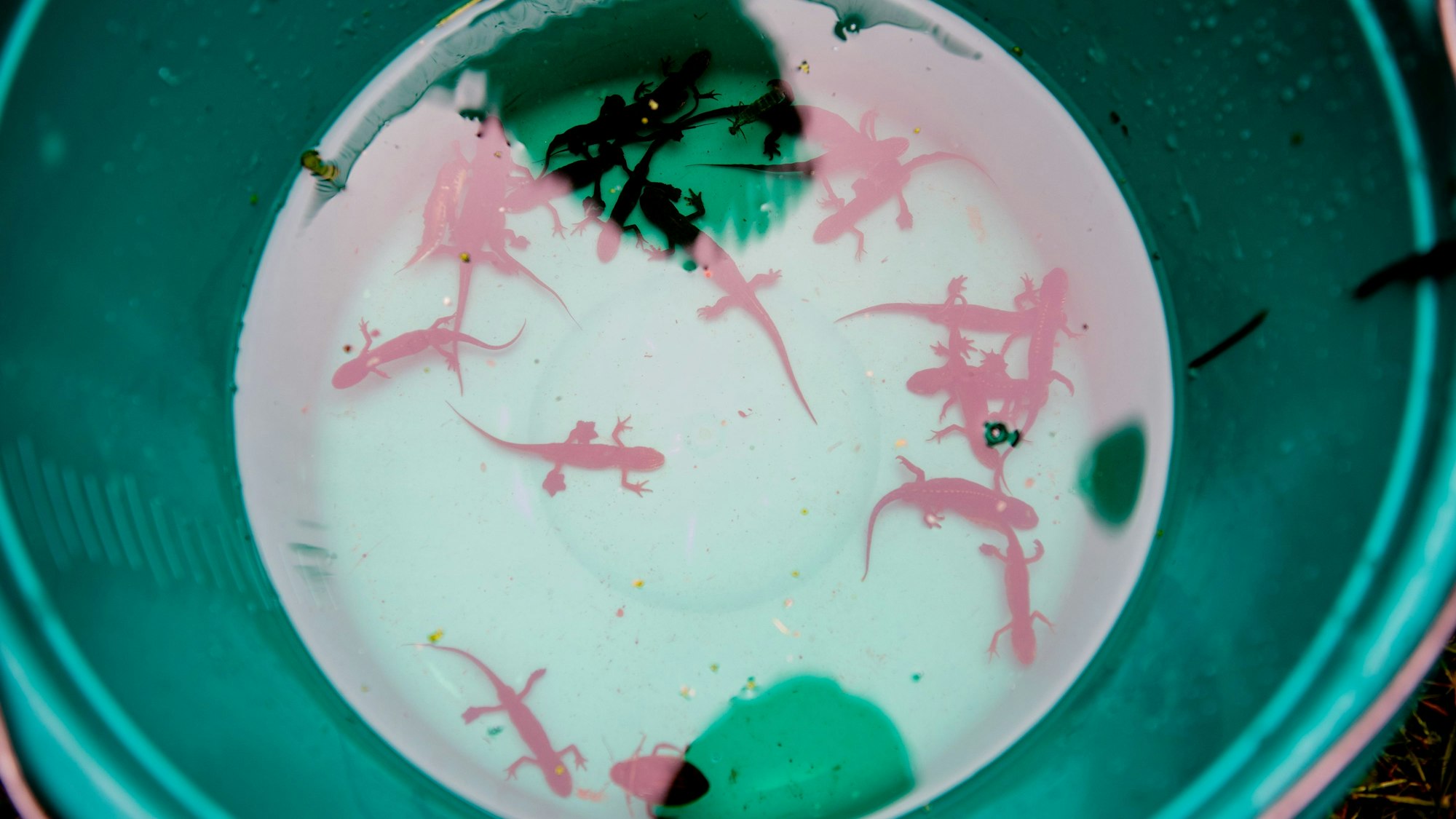 Mehrere Molche schwimmen in einem mit Wasser gefüllten, grünen Eimer.