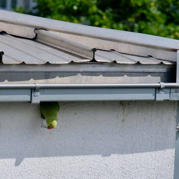 Ein Halsbandsittich versucht, sich durch das Loch in der Fassade zu schieben.