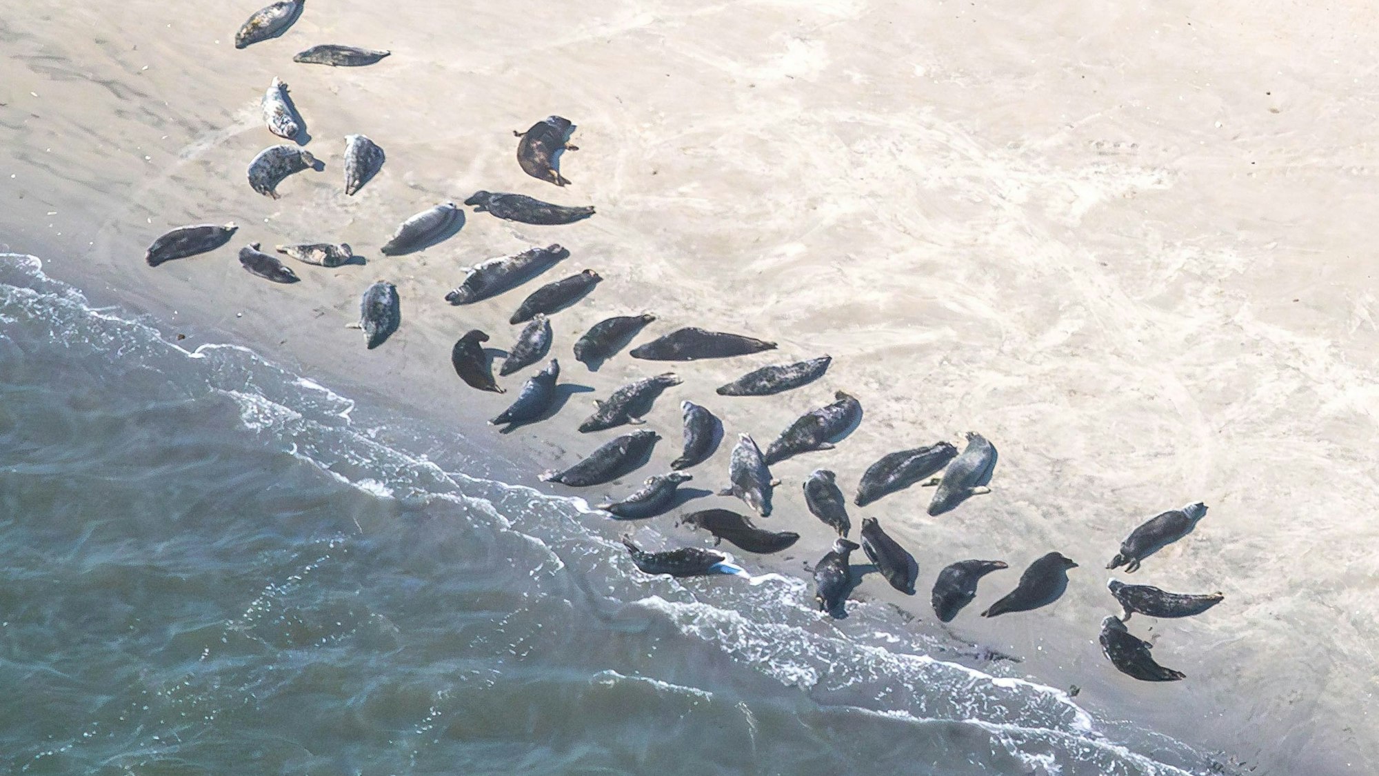 Seehunde und Kegelrobben liegen auf einer Sandbank und ruhen sich aus.