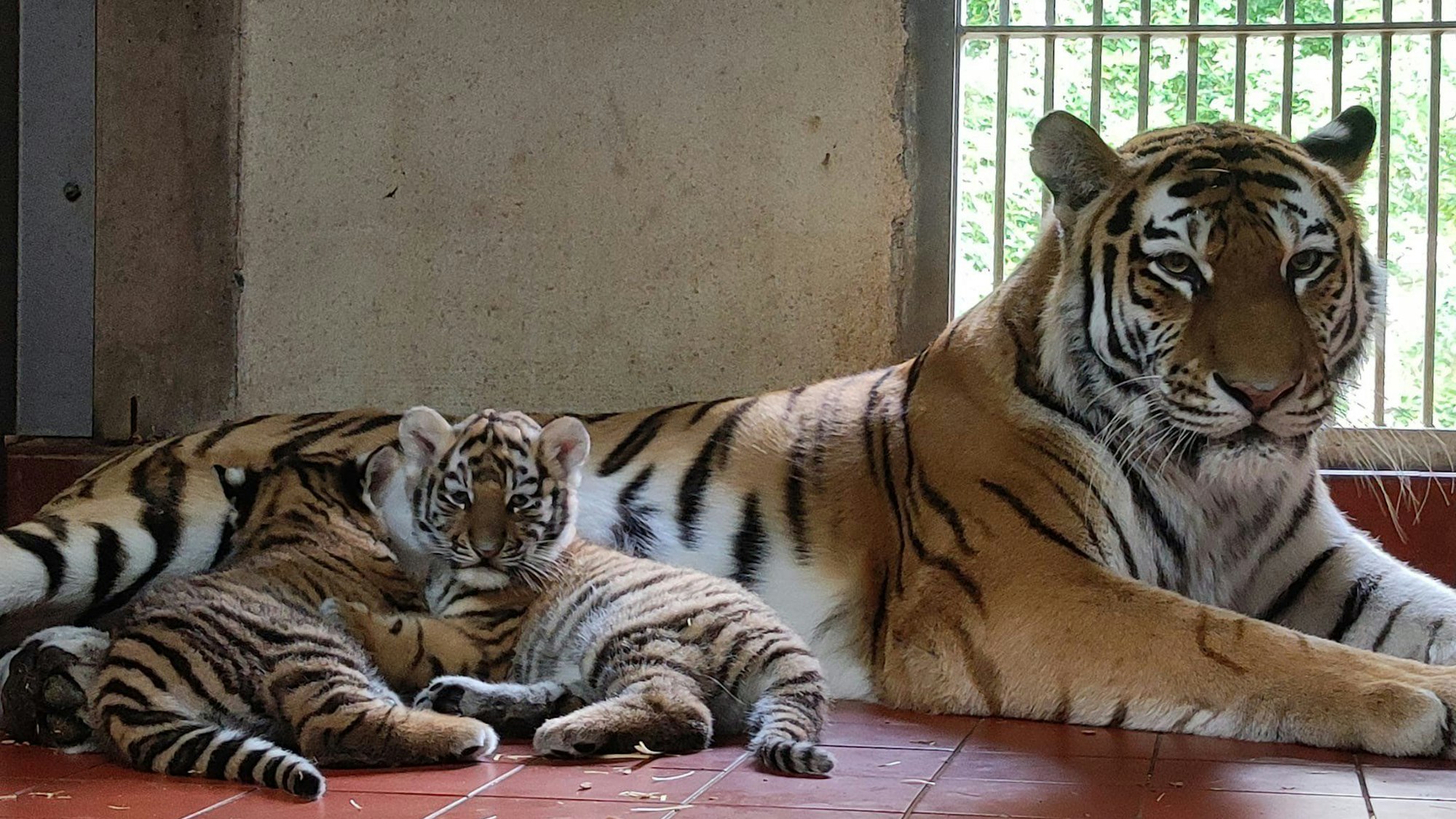 Tiger-Mutter Katinka liegt mit ihren beiden Jungen in ihrem Gehege im Kölner Zoo