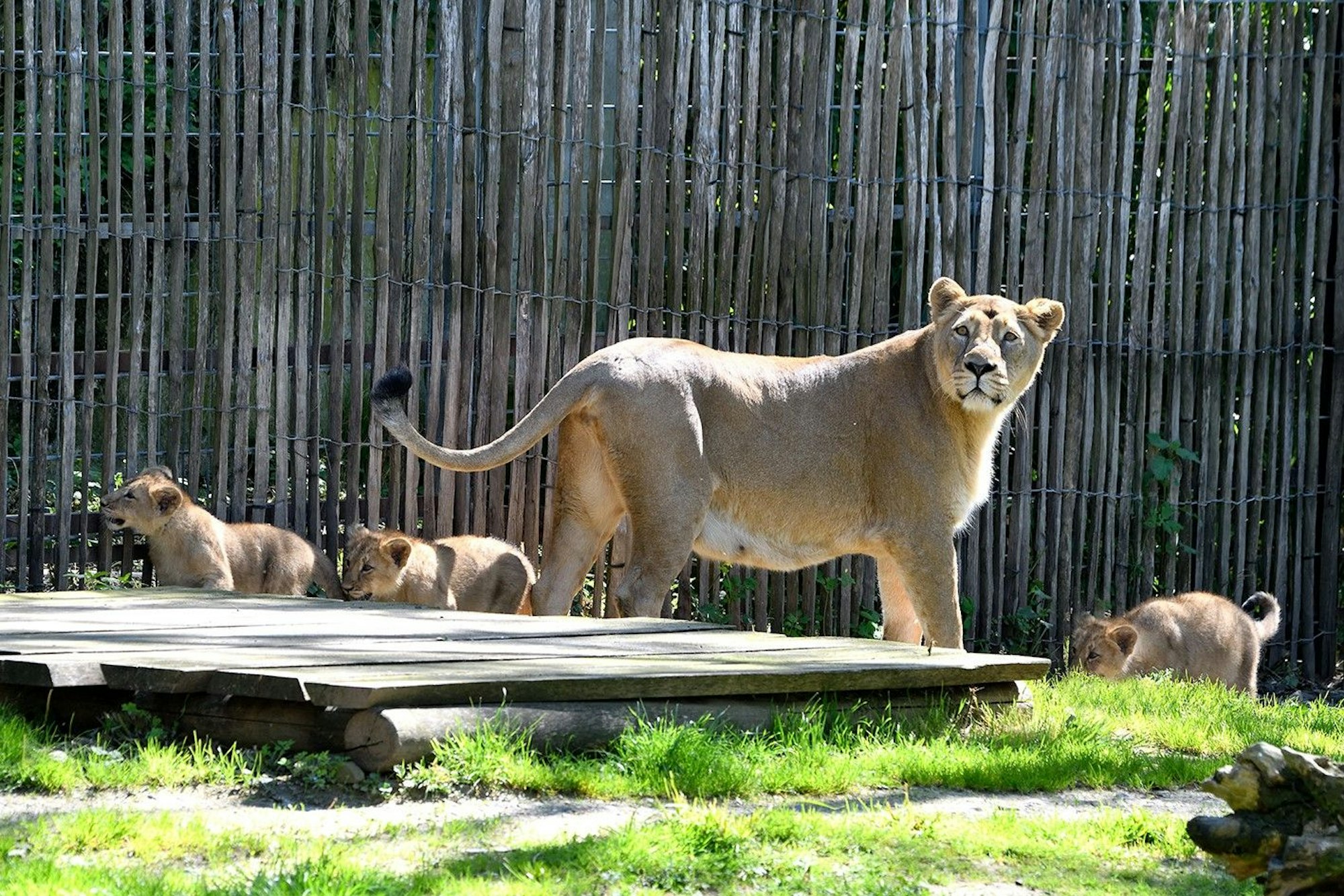 Drei Löwenbabys im Kölner Zoo