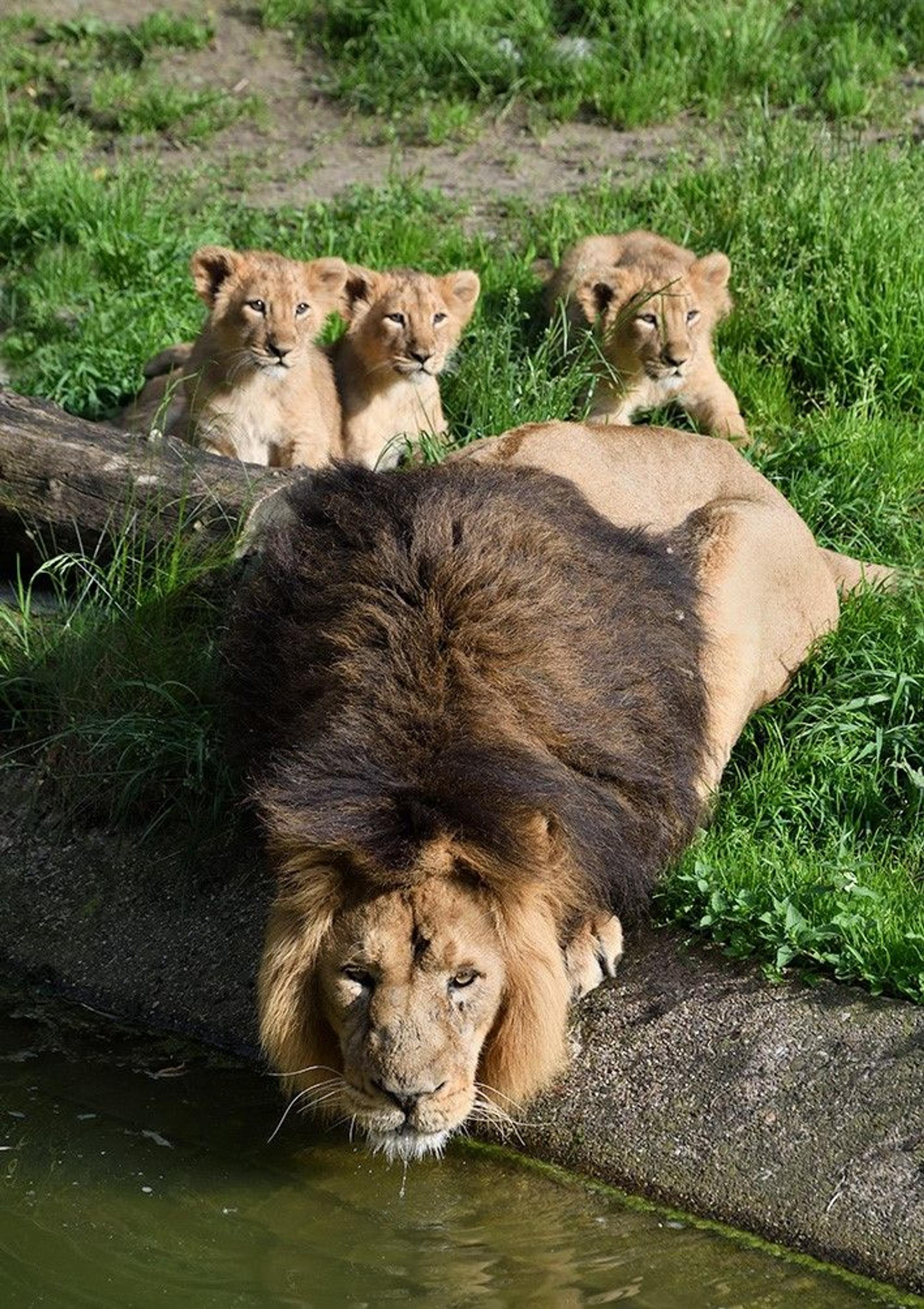 Der Löwenpapa mit seinem Nachwuchs.