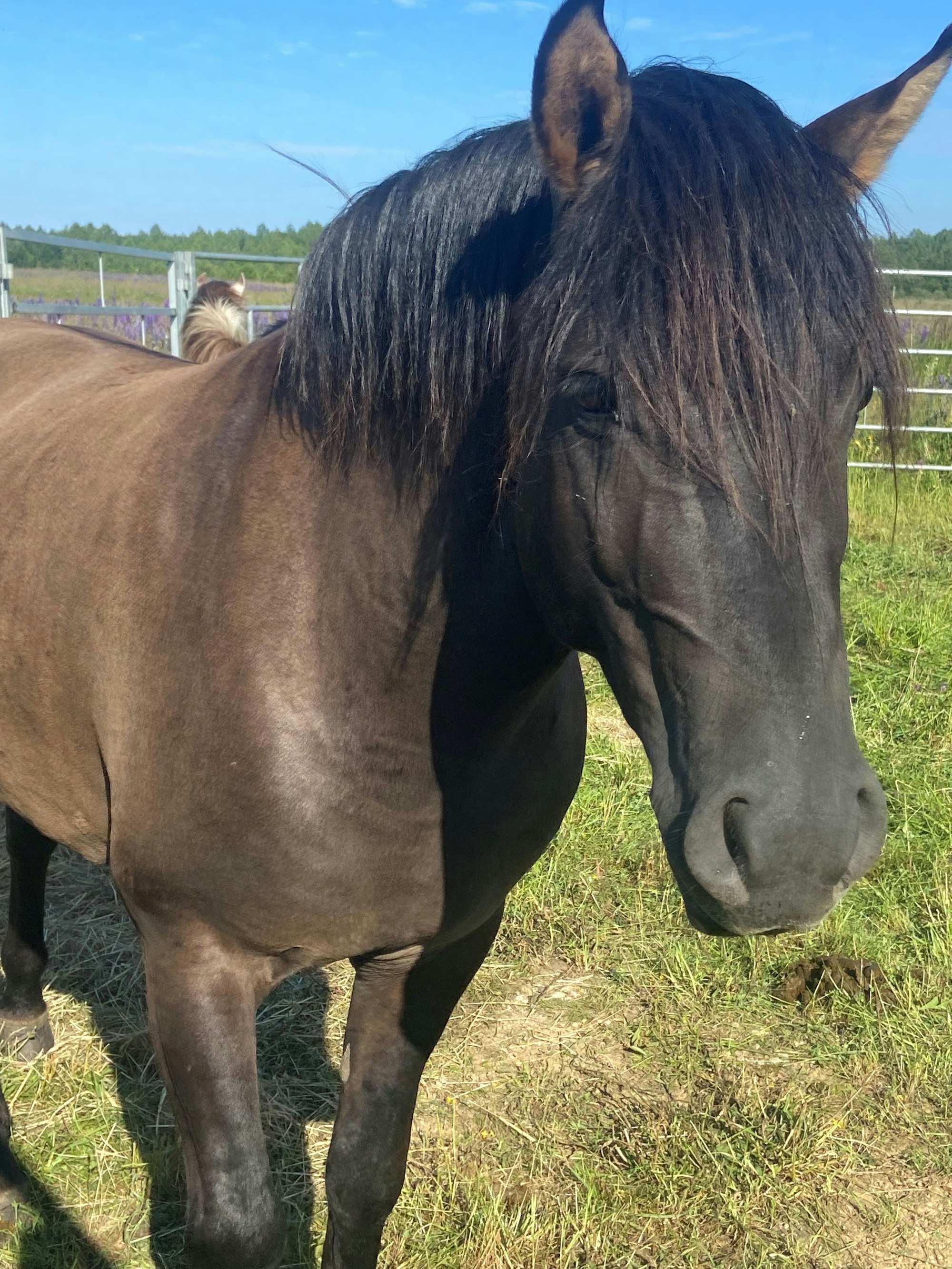 Auf dem Bild ist der Hengst der Herde zu sehen.