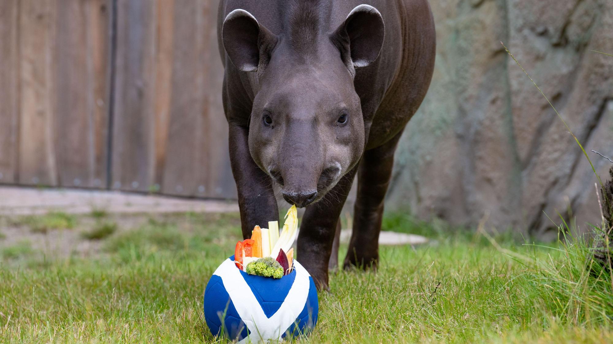 apir Theo steht vor einem Fußball mit der schottischen Flagge.