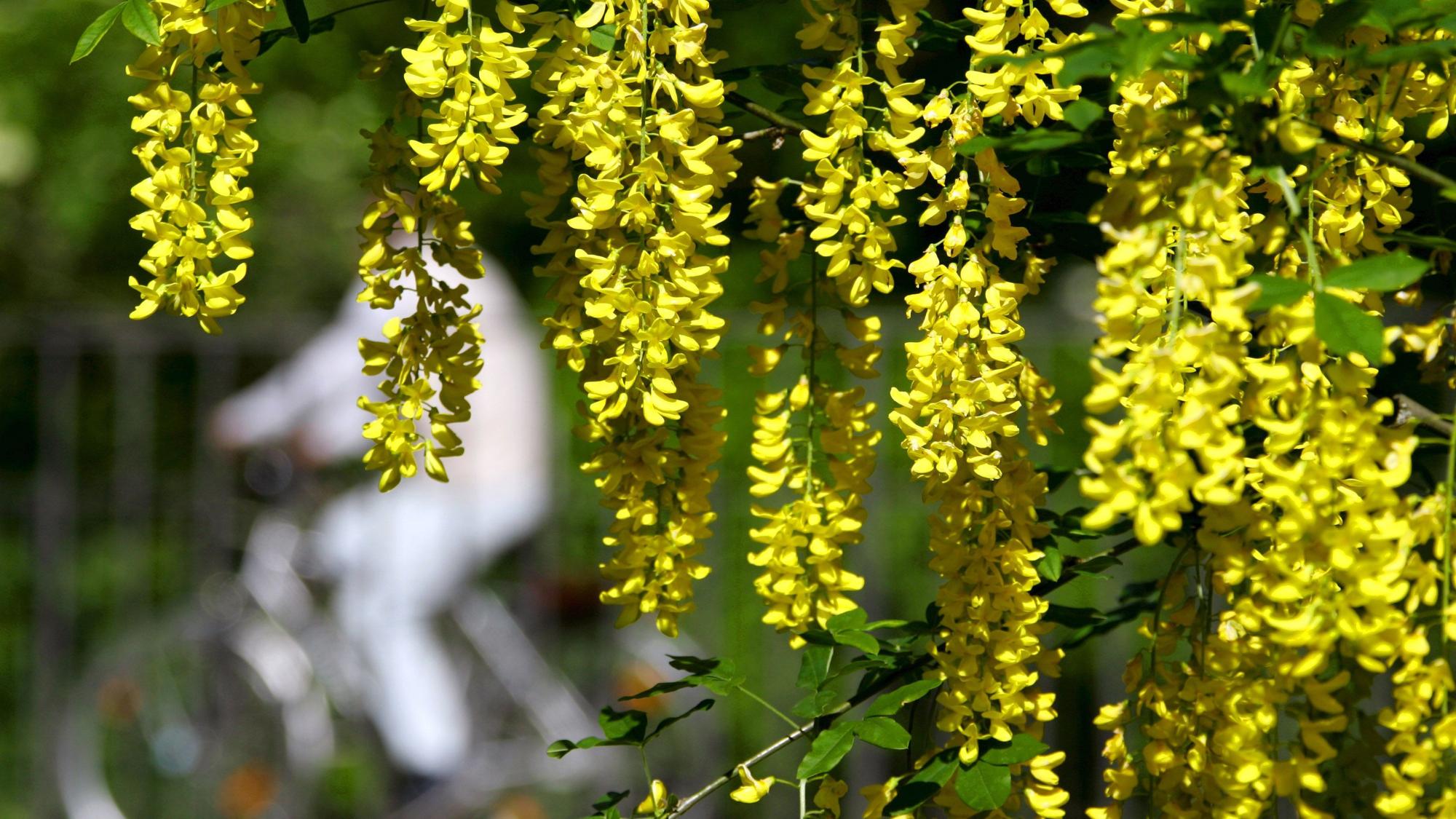 Gelbe Blüten der Goldregen-Pflanze an einem Biergarten in Münche.