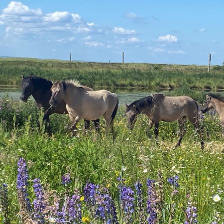 Auf dem Bild ist eine Gruppe Wildpferde zu sehen.