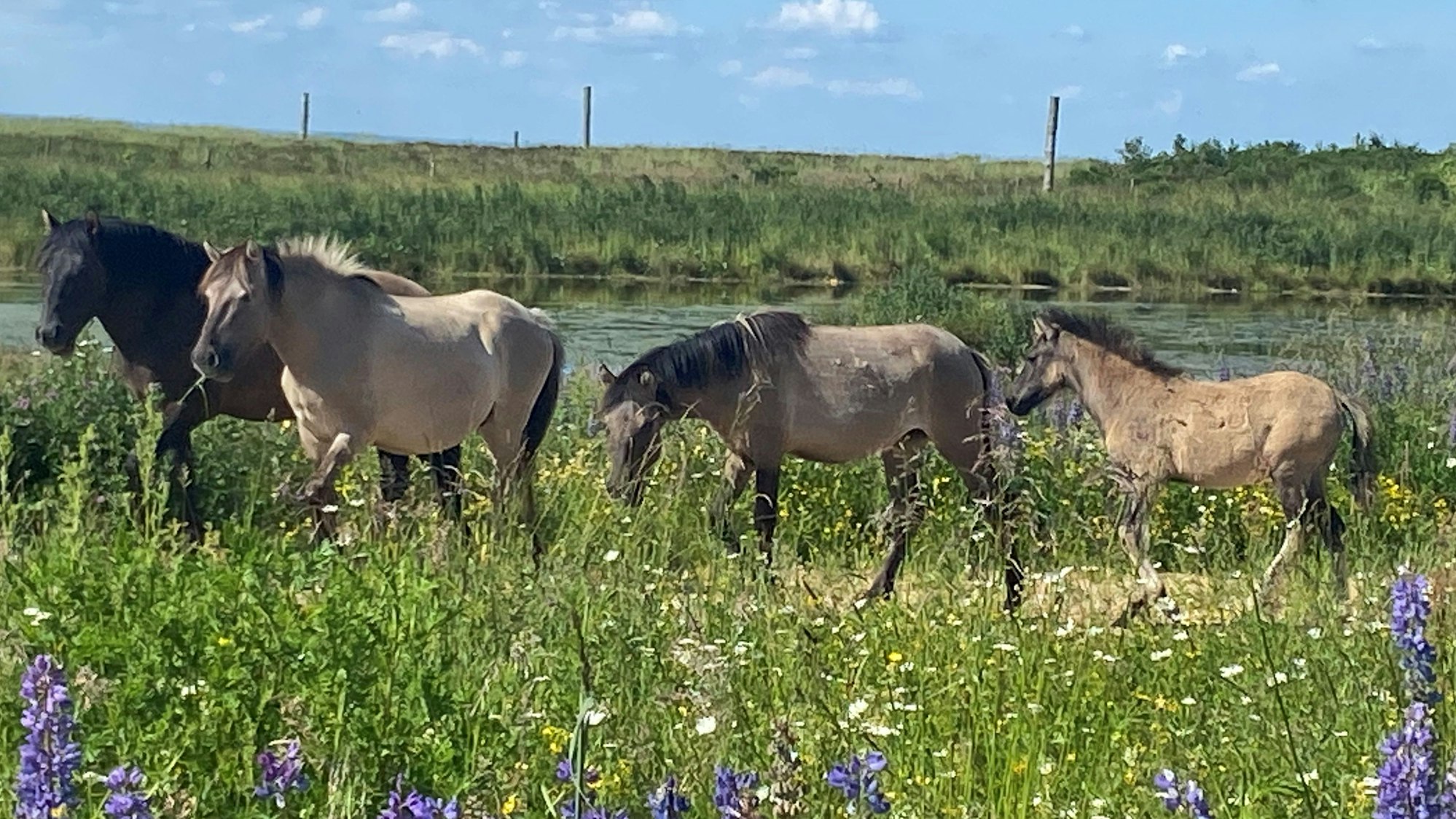 Auf dem Bild ist eine Gruppe Wildpferde zu sehen.