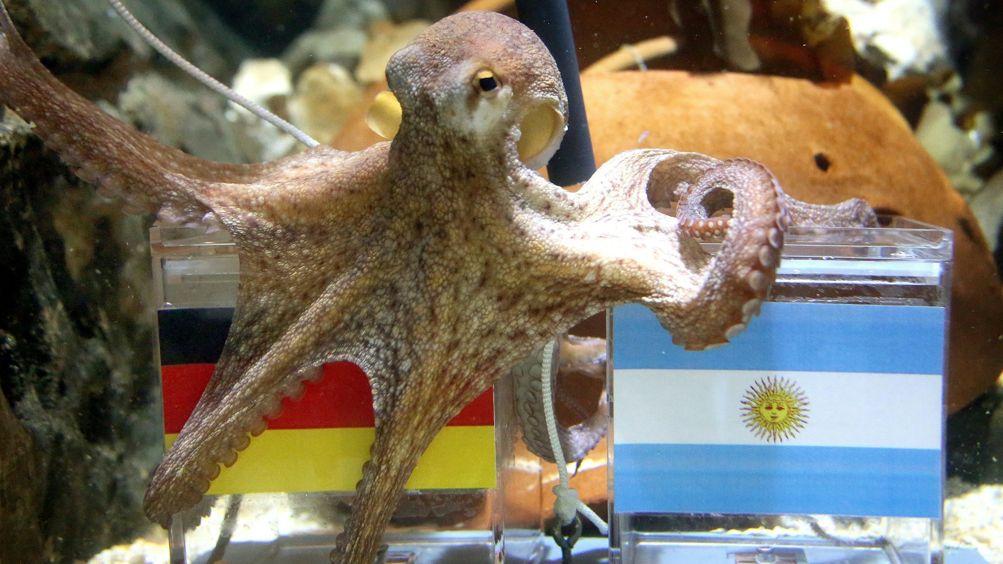 Der Oktopus «kleiner Paul» setzt sich im Sea Life in Oberhausen auf eine Plexiglasbox mit der Deutschlandfahne und frisst eine Muschel.