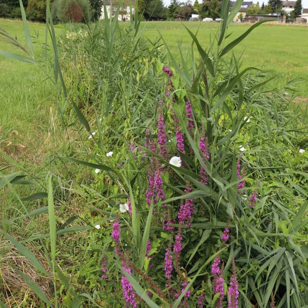 Einige Pflanzen auf einer grünen Wiese, im Hintergrund sind Wohnhäuser zu sehen.