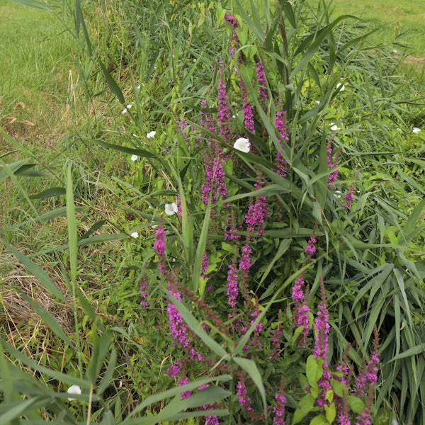 Einige Pflanzen auf einer grünen Wiese, im Hintergrund sind Wohnhäuser zu sehen.