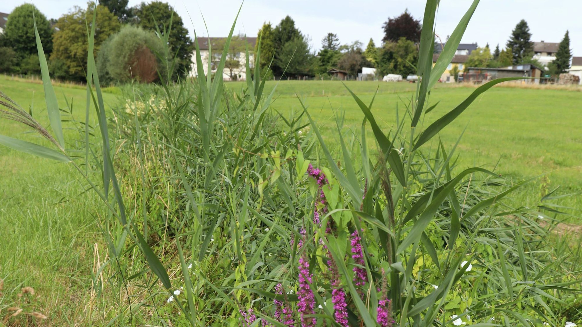 Einige Pflanzen auf einer grünen Wiese, im Hintergrund sind Wohnhäuser zu sehen.