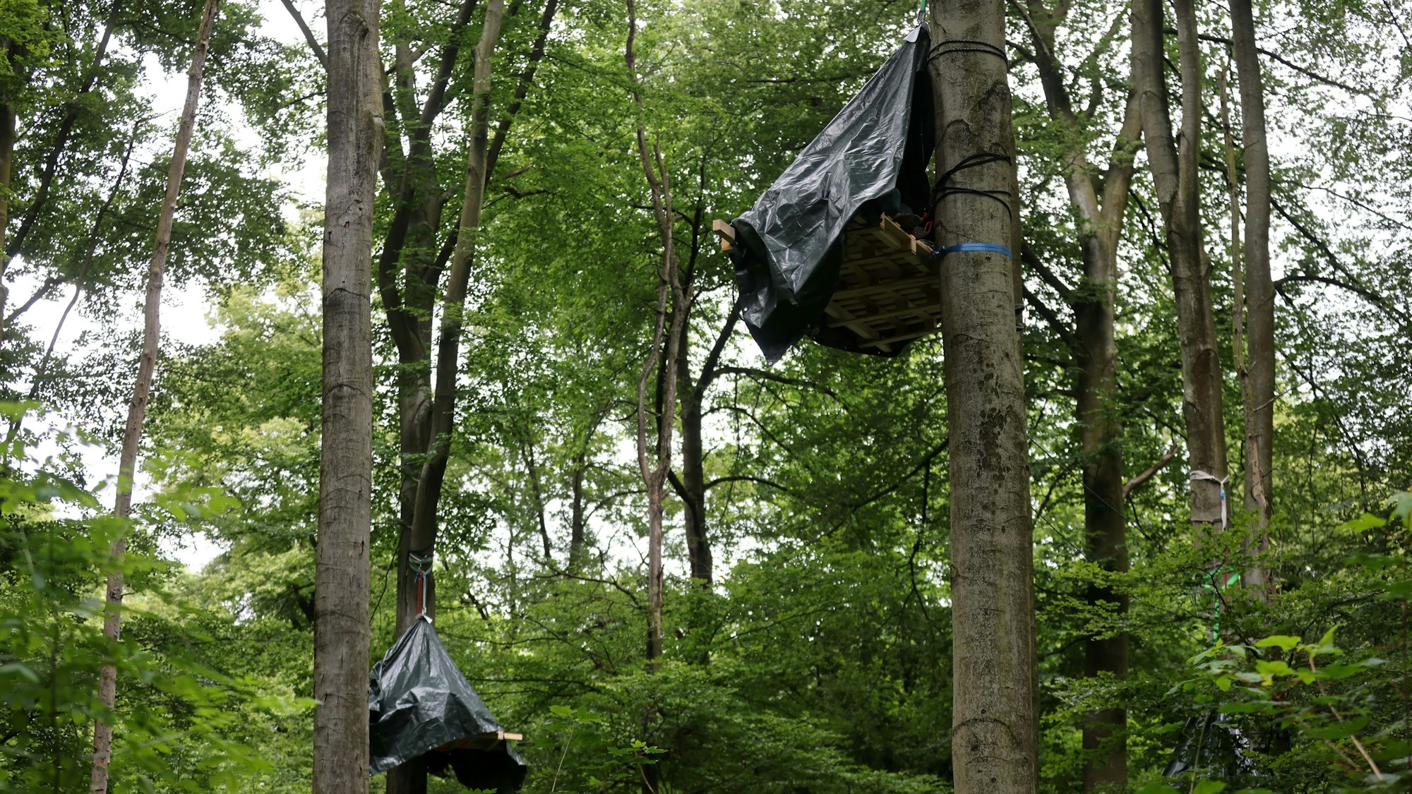 Baumbesetzer im Gremberger Wäldchen.
