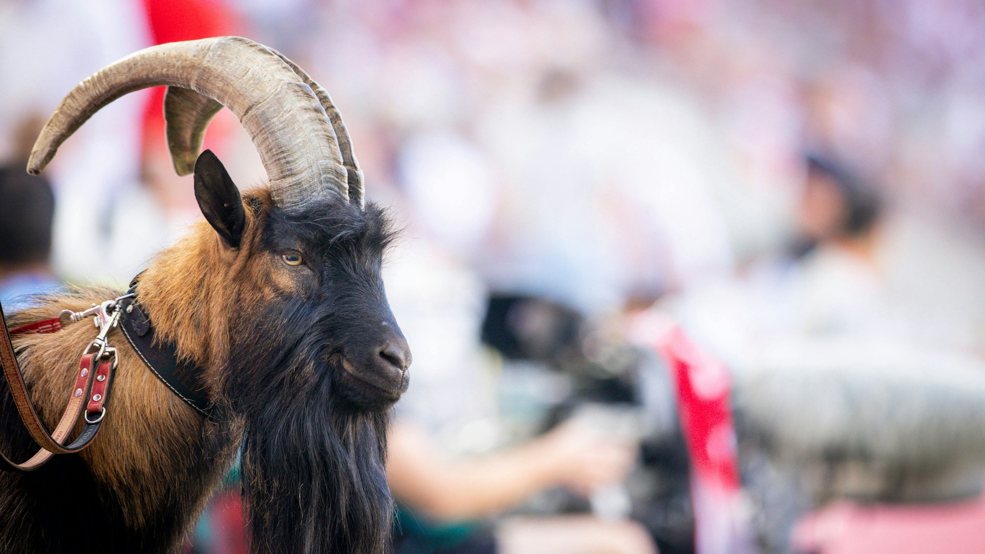 FC-Maskottchen Hennes.