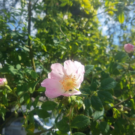 Wie alle Wildrosen hat die Hundsrose im Gegensatz zu gefüllten Züchtungen ein „offenes Auge“.