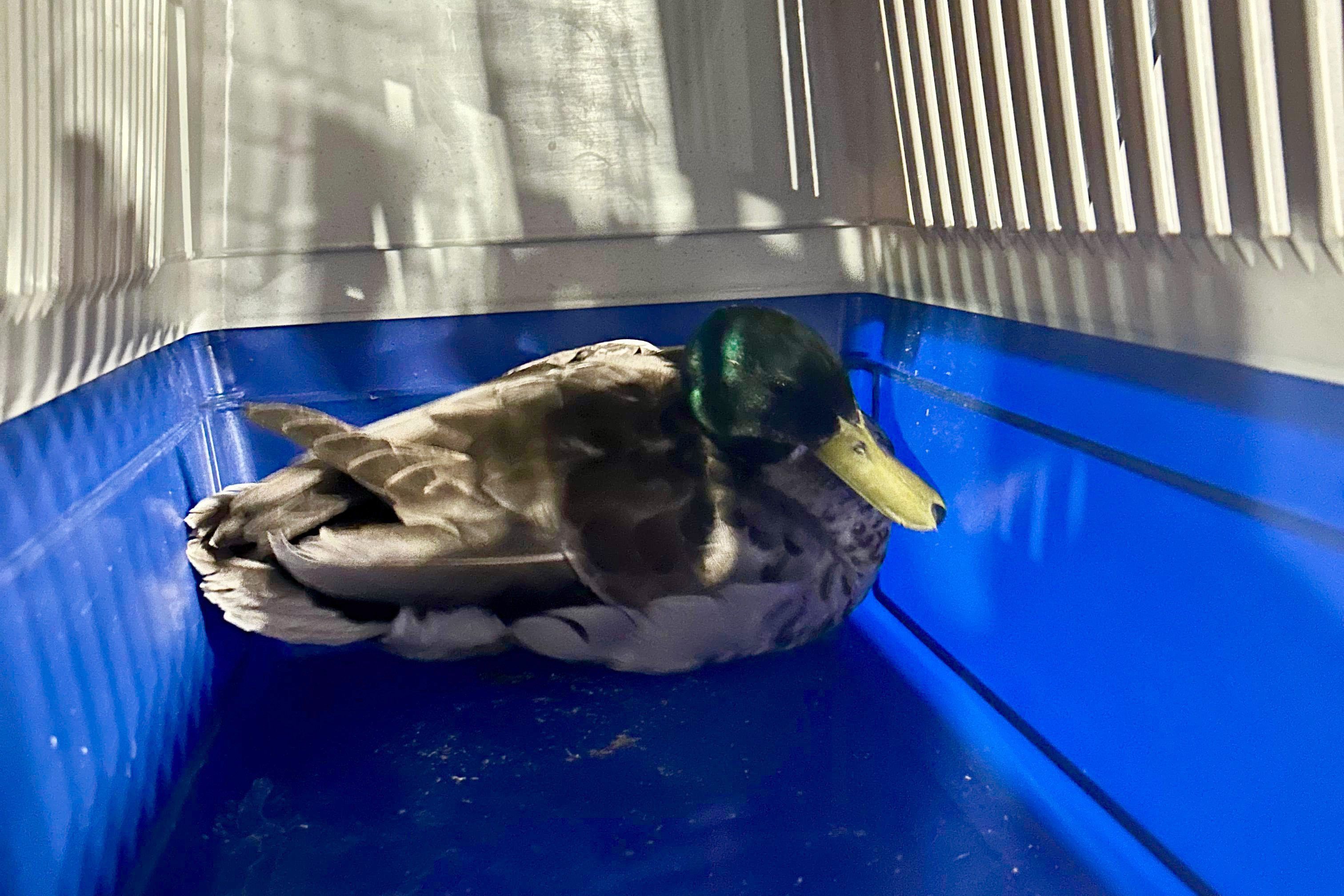 Enterich „Rüdiger“ sitzt in einer Transportbox auf dem Weg zum Tierarzt.