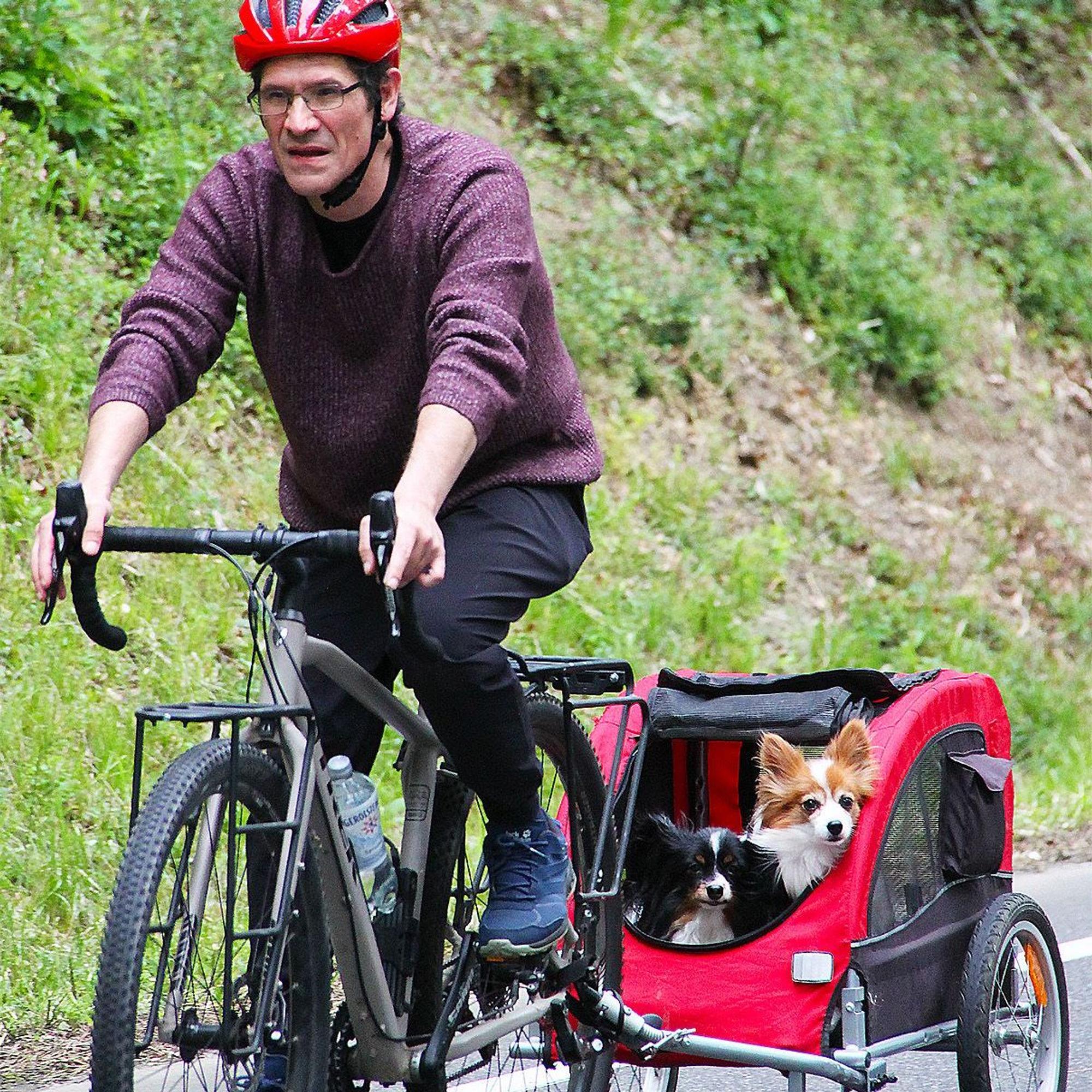 Während der Fahrradfahrer in die Pedale tritt, schauen hinten seine beiden kleinen Hunde aus dem Anhänger.