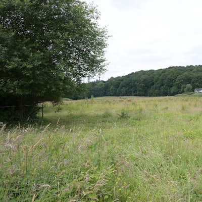 Eine große, unbebaute Wiese mit Grasland: Die Penny-Wiese in Odenthal-Osenau.