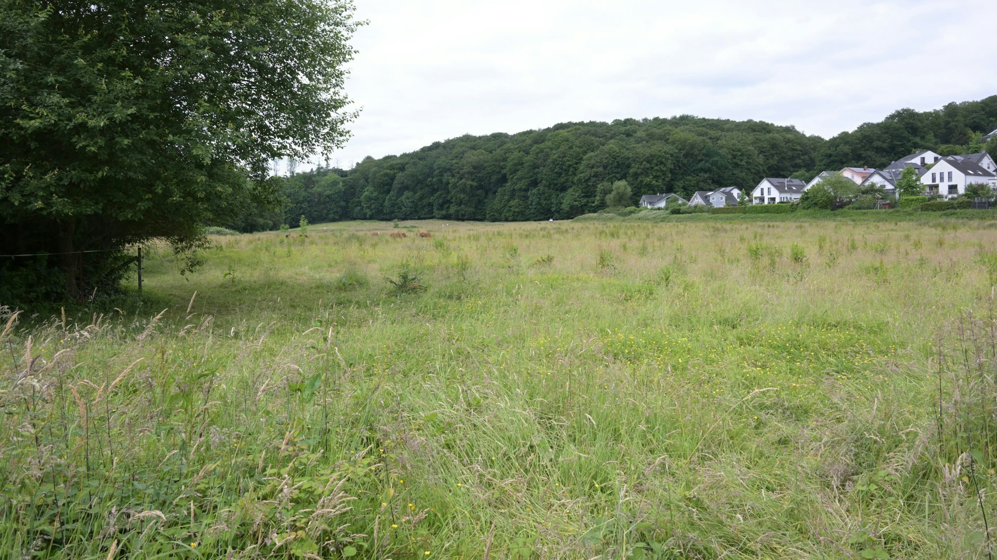 Eine große, unbebaute Wiese mit Grasland: Die Penny-Wiese in Odenthal-Osenau.