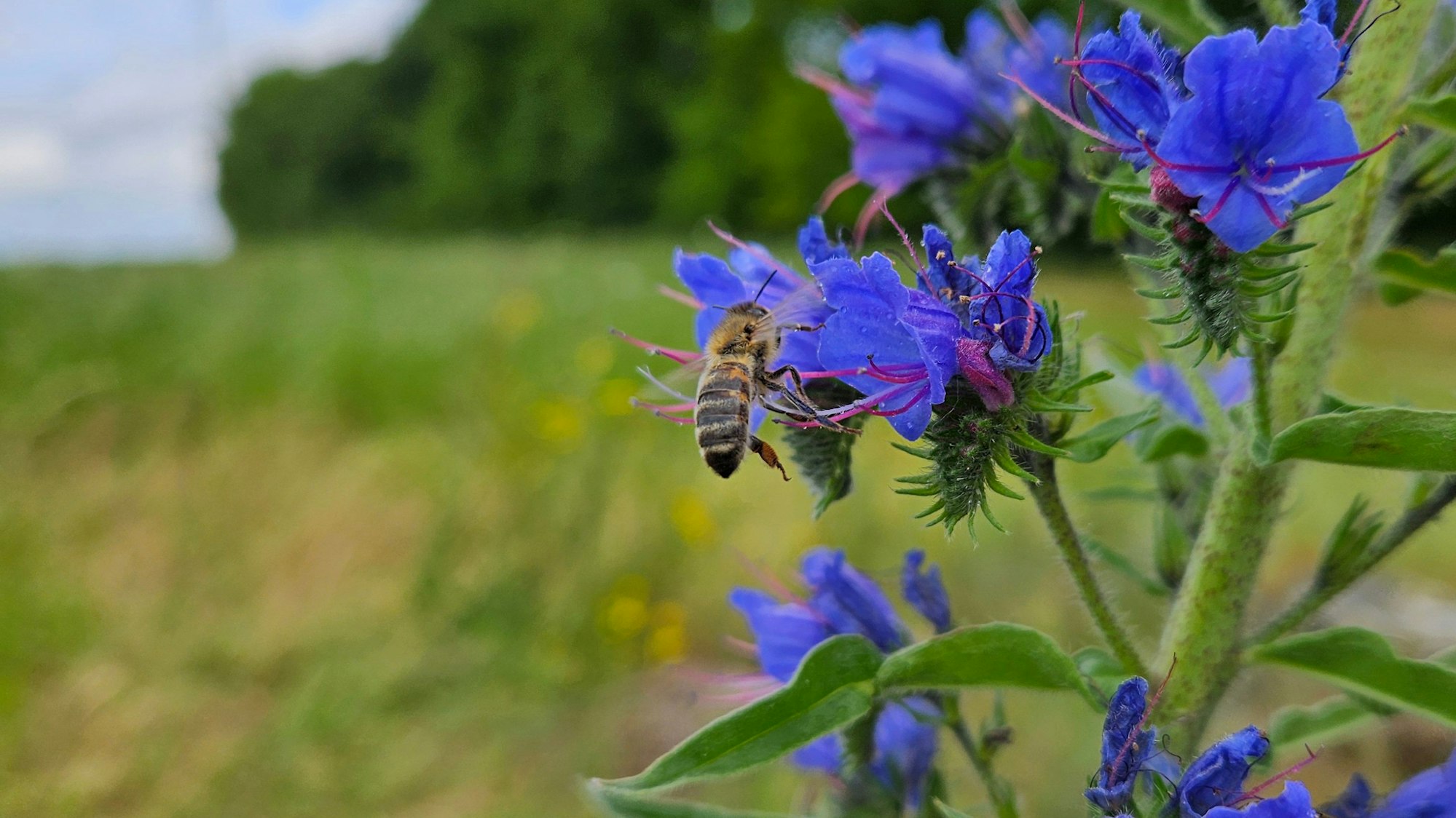 Eine Biene fliegt eine blaue Blüte an.