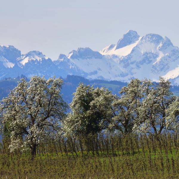 Bayern, Lindau: Blühende Obstbäume stehen hinter einer Plantage vor den schneebedeckten Bergen. Die EU-Staaten haben das umstrittene Naturschutzgesetz beschlossen.