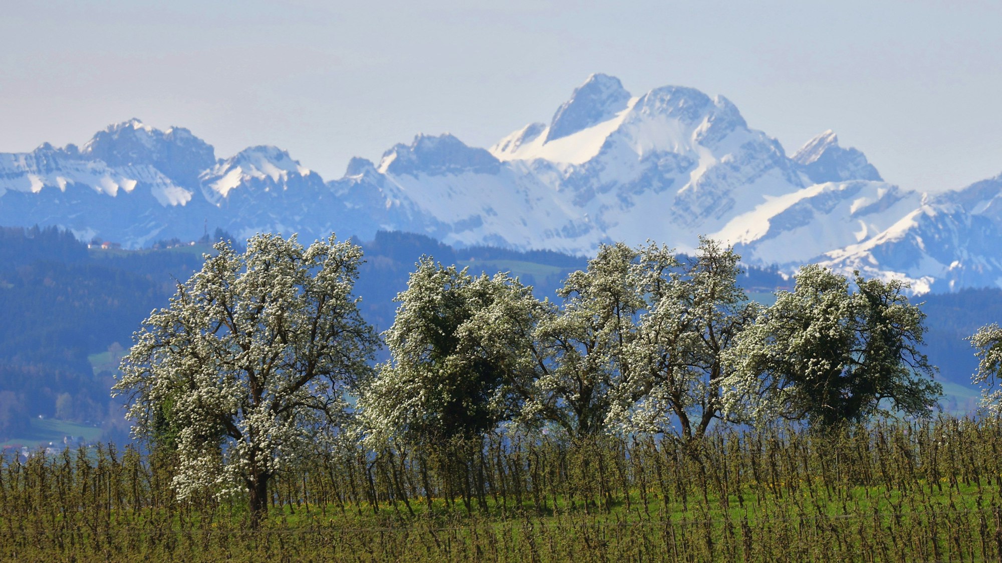 Bayern, Lindau: Blühende Obstbäume stehen hinter einer Plantage vor den schneebedeckten Bergen. Die EU-Staaten haben das umstrittene Naturschutzgesetz beschlossen.