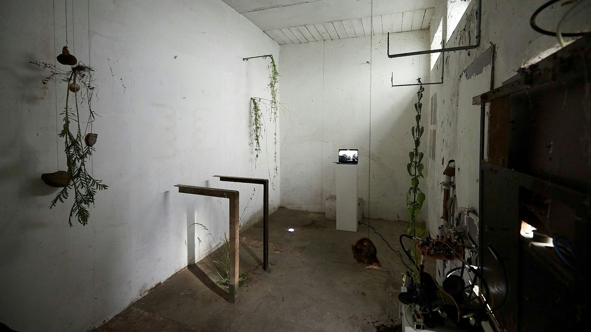 In einem alten Raum mit weiß gestrichenen Wänden sind Kunstobjekte aus der Natur zu sehen.
