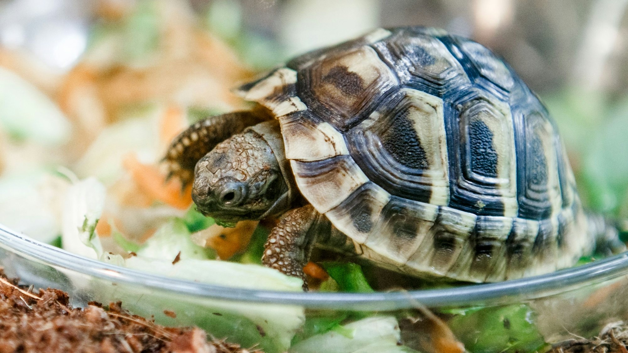 Eine griechische Landschildkröte (Symbolbild). Am Berliner Hauptbahnhof ist eine Schildkröte gefunden worden.