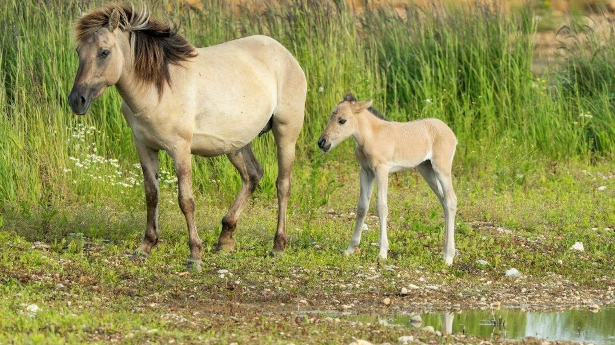 Auf dem Bild ist die Stute mit ihrem Fohlen zu sehen.