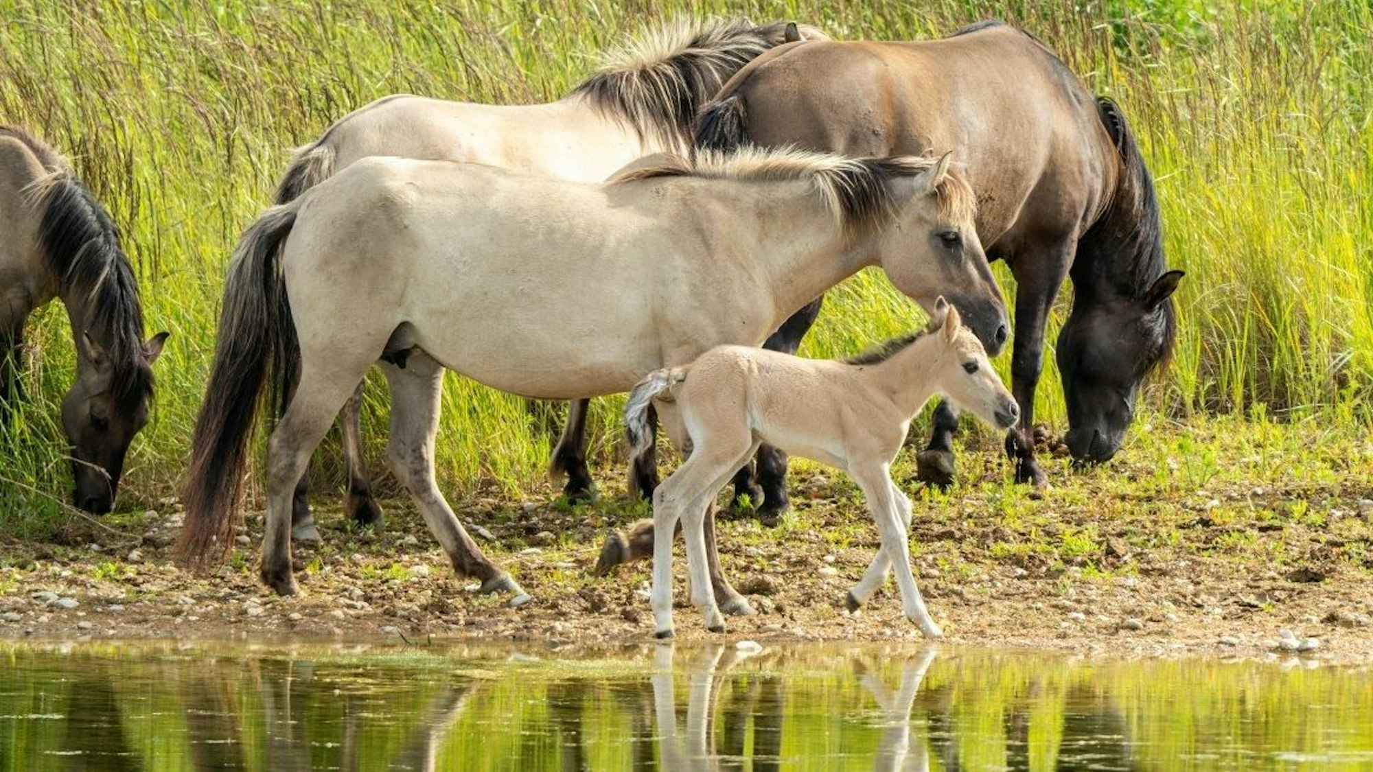 Auf dem Bild ist das Fohlen zu sehen.