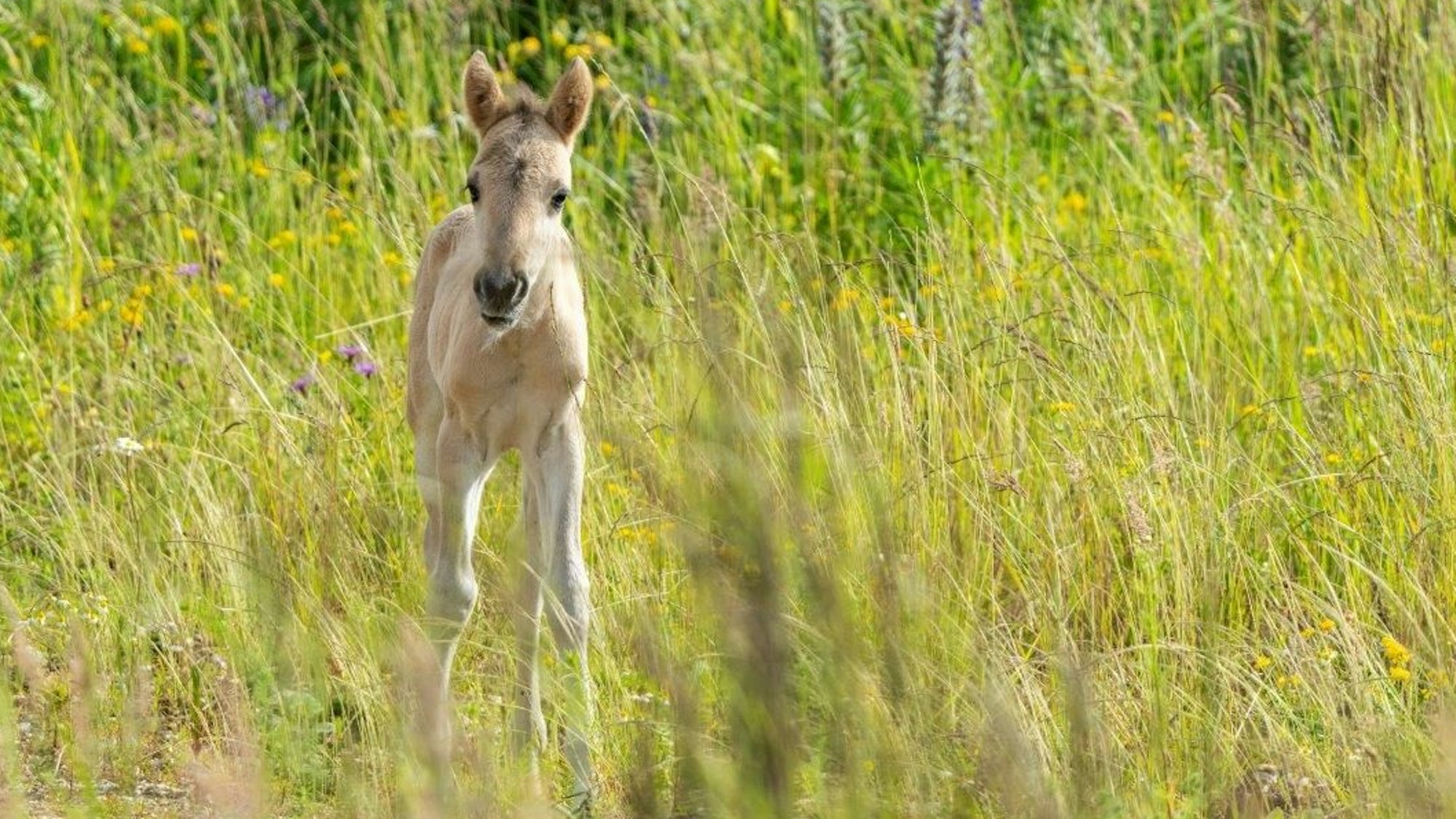 Auf dem Bild ist das Fohlen zu sehen.