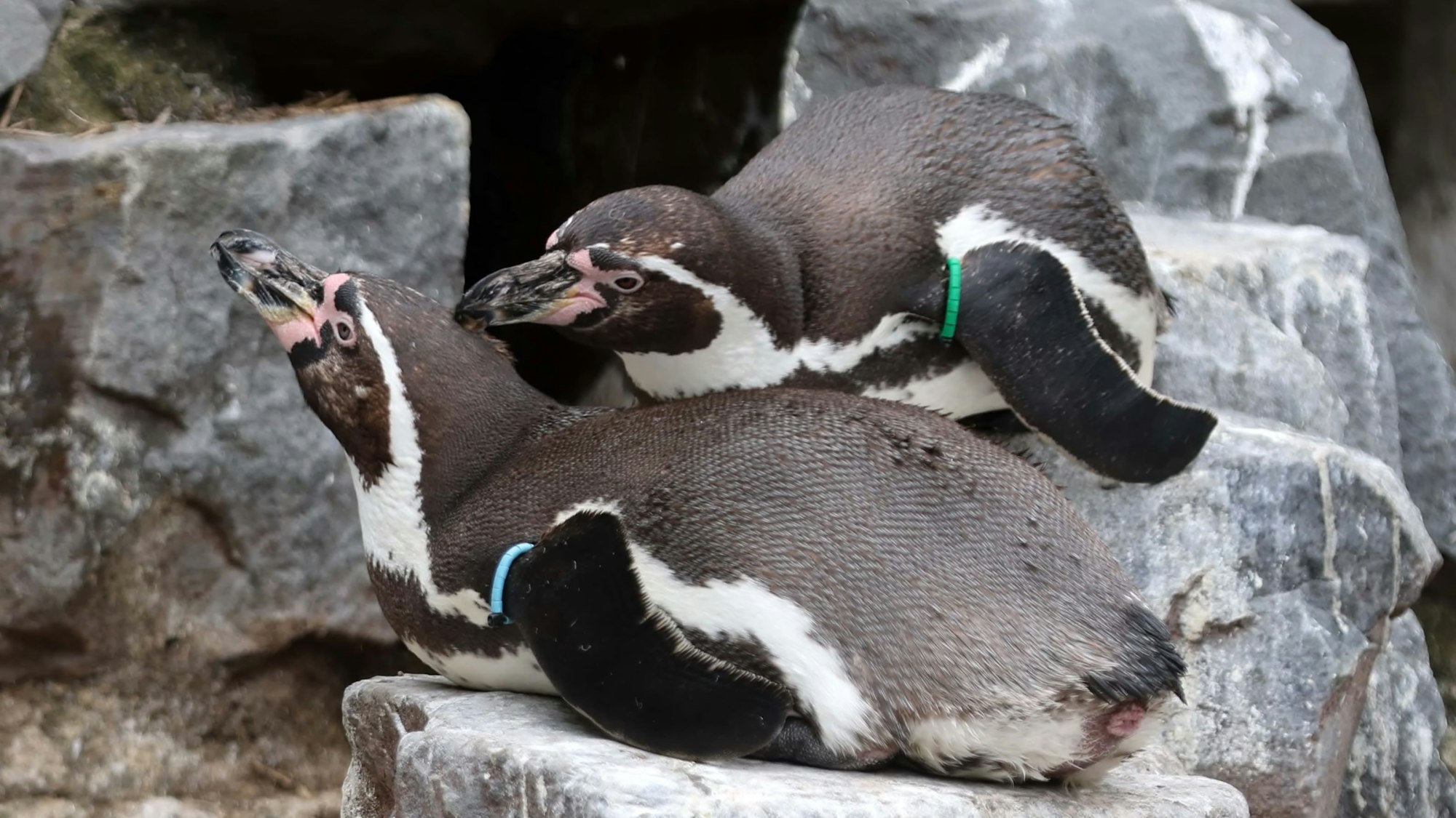 Zwei Pinguine liegen auf einem Stein