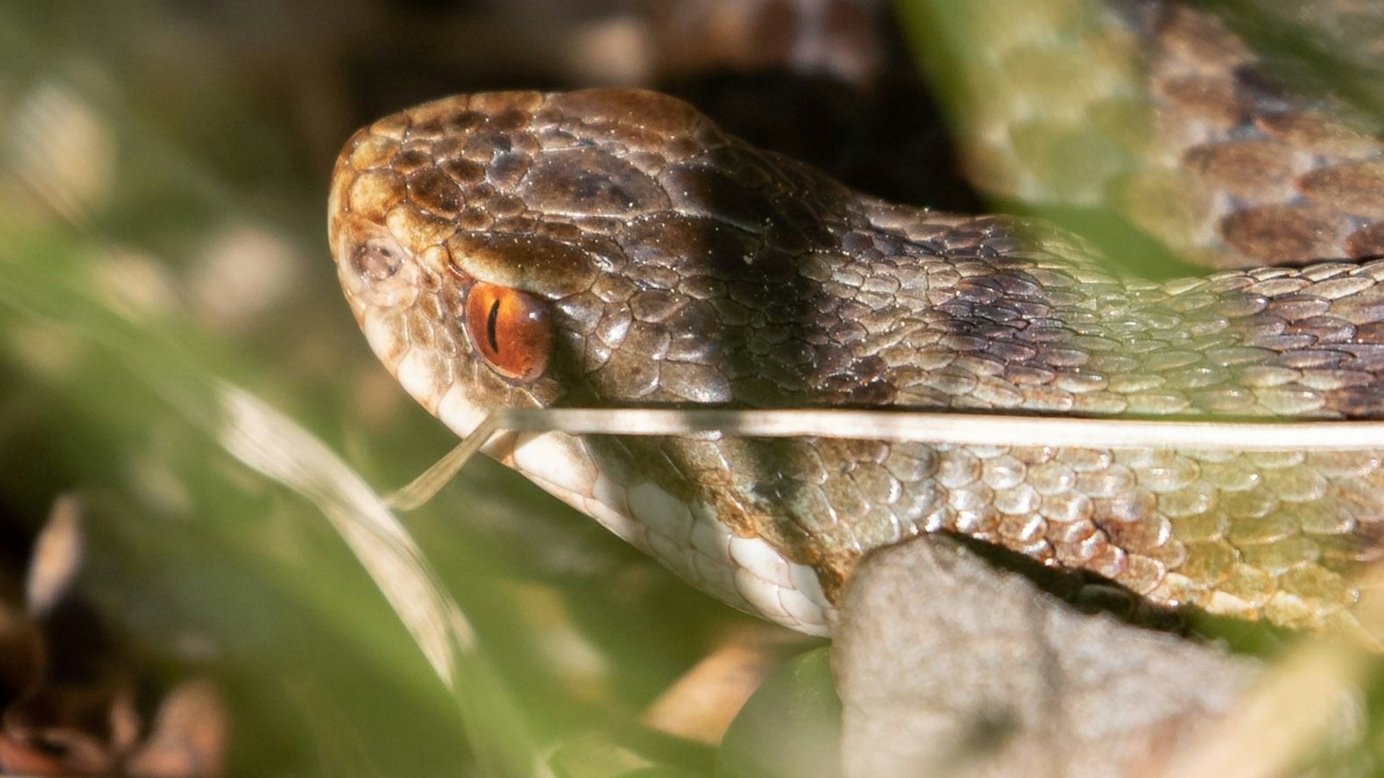 Eine Kreuzotter versteckt sich im Gras und lauert auf ihre Beute. Im Bayerischen Wald haben Forscher womöglich die größte Population der Giftschlange in Europa entdeckt.