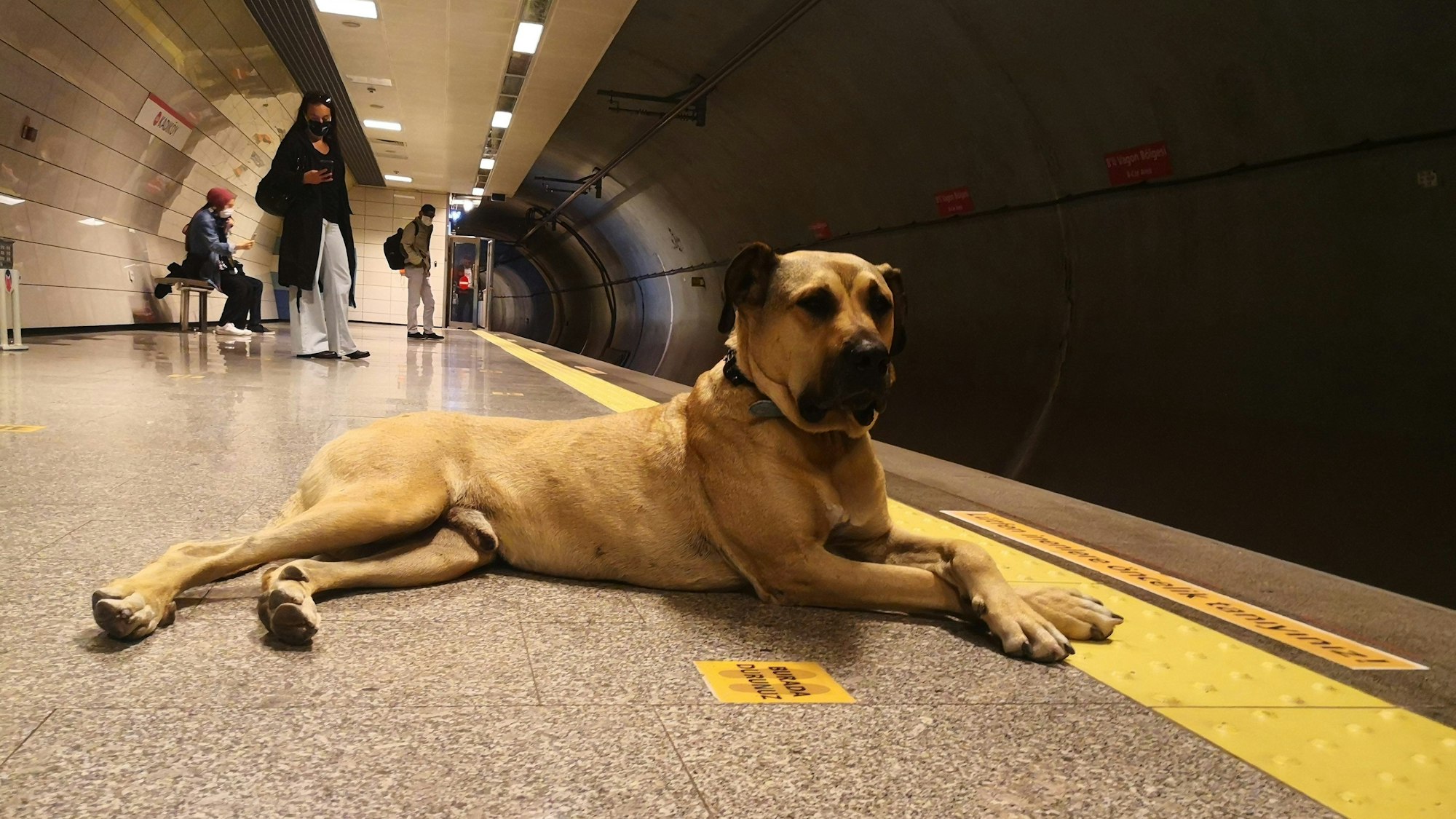 Der Istanbuler Straßenhund „Boji“ , aufgenommen im Jahr 2021.