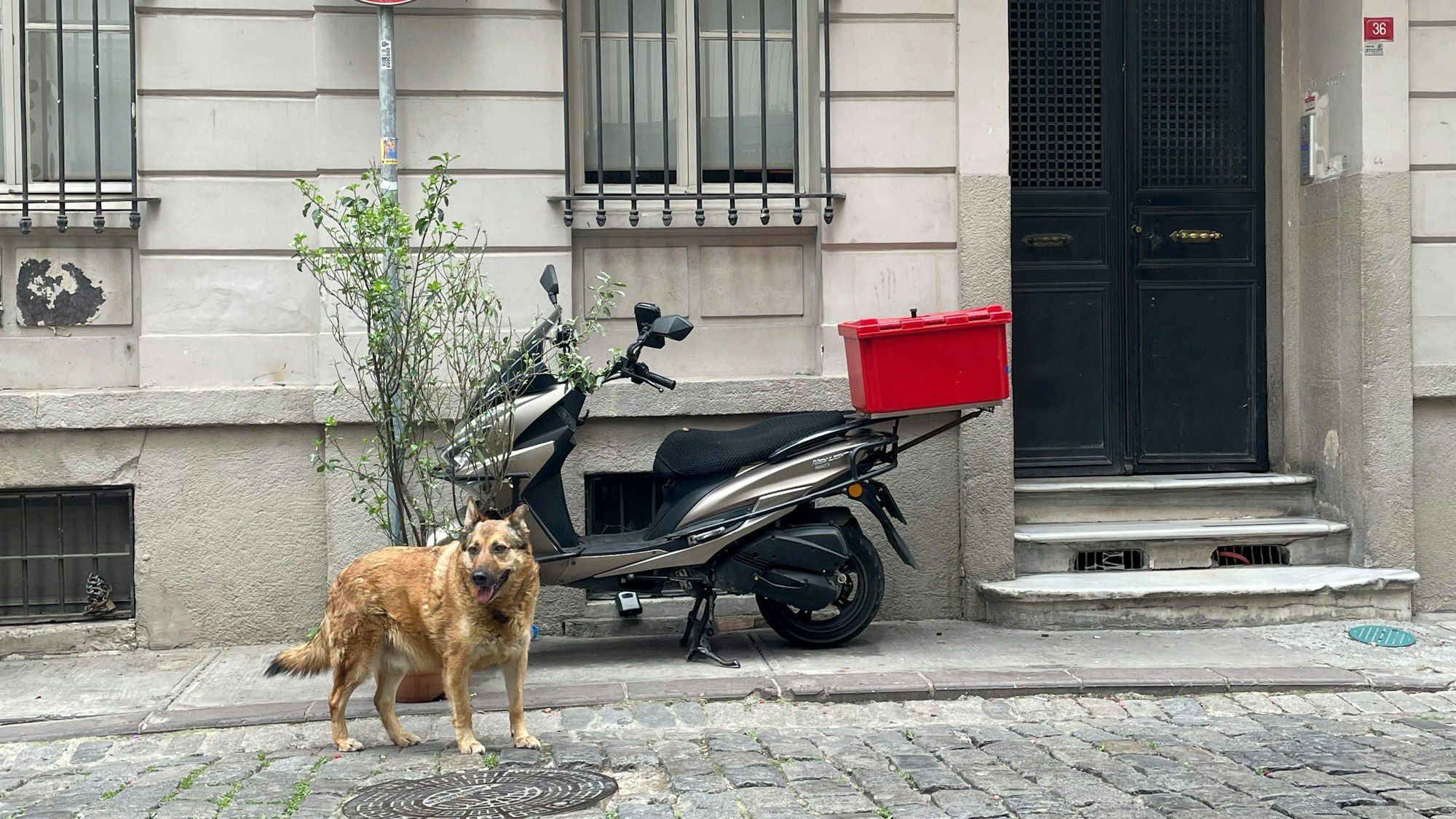 Istanbul: Ein Straßenhund läuft über eine Straße.