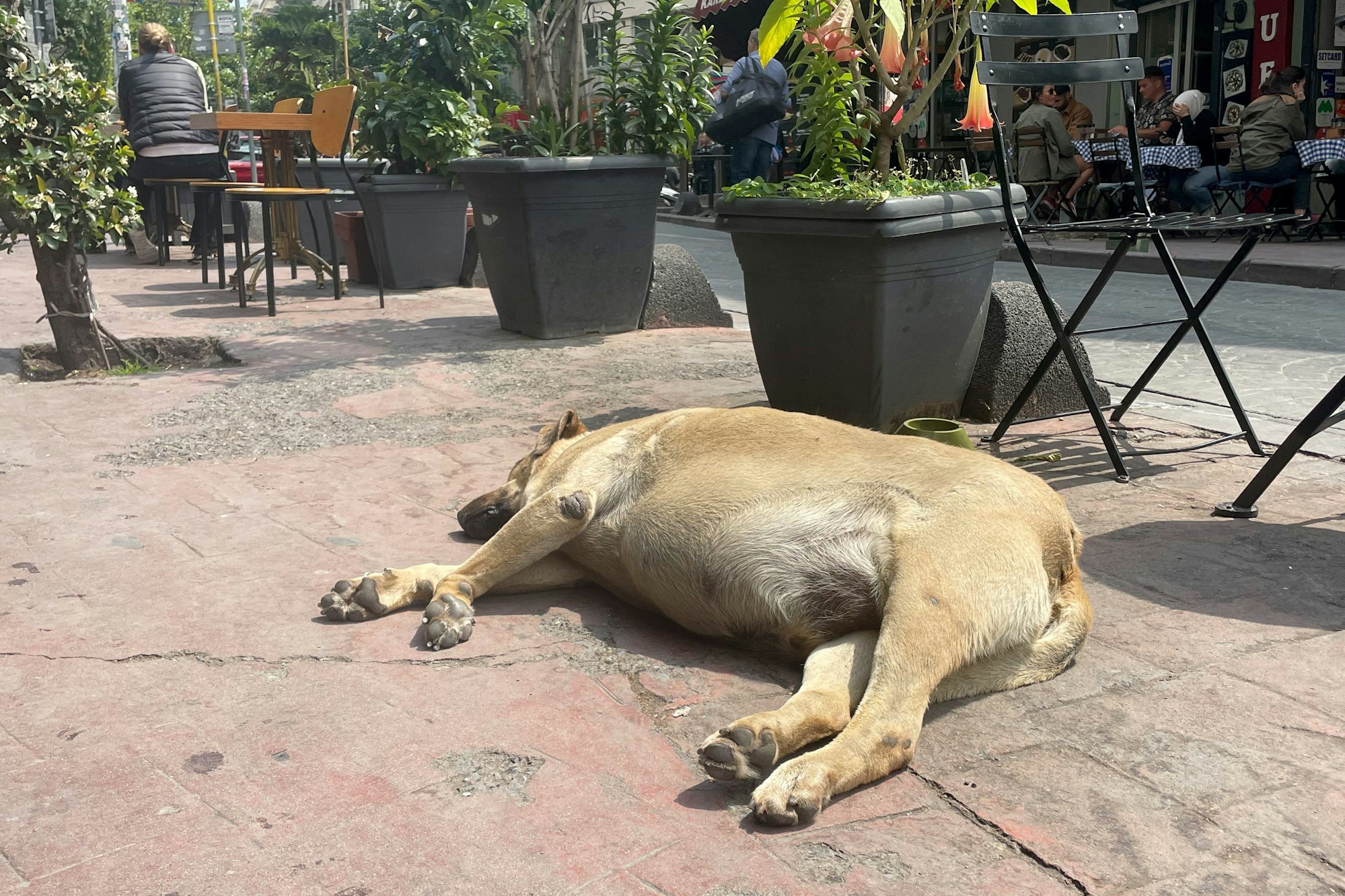 Dieser Vierbeiner lebt noch: Ein Straßenhund sonnt sich vor einem Café in Istanbul.