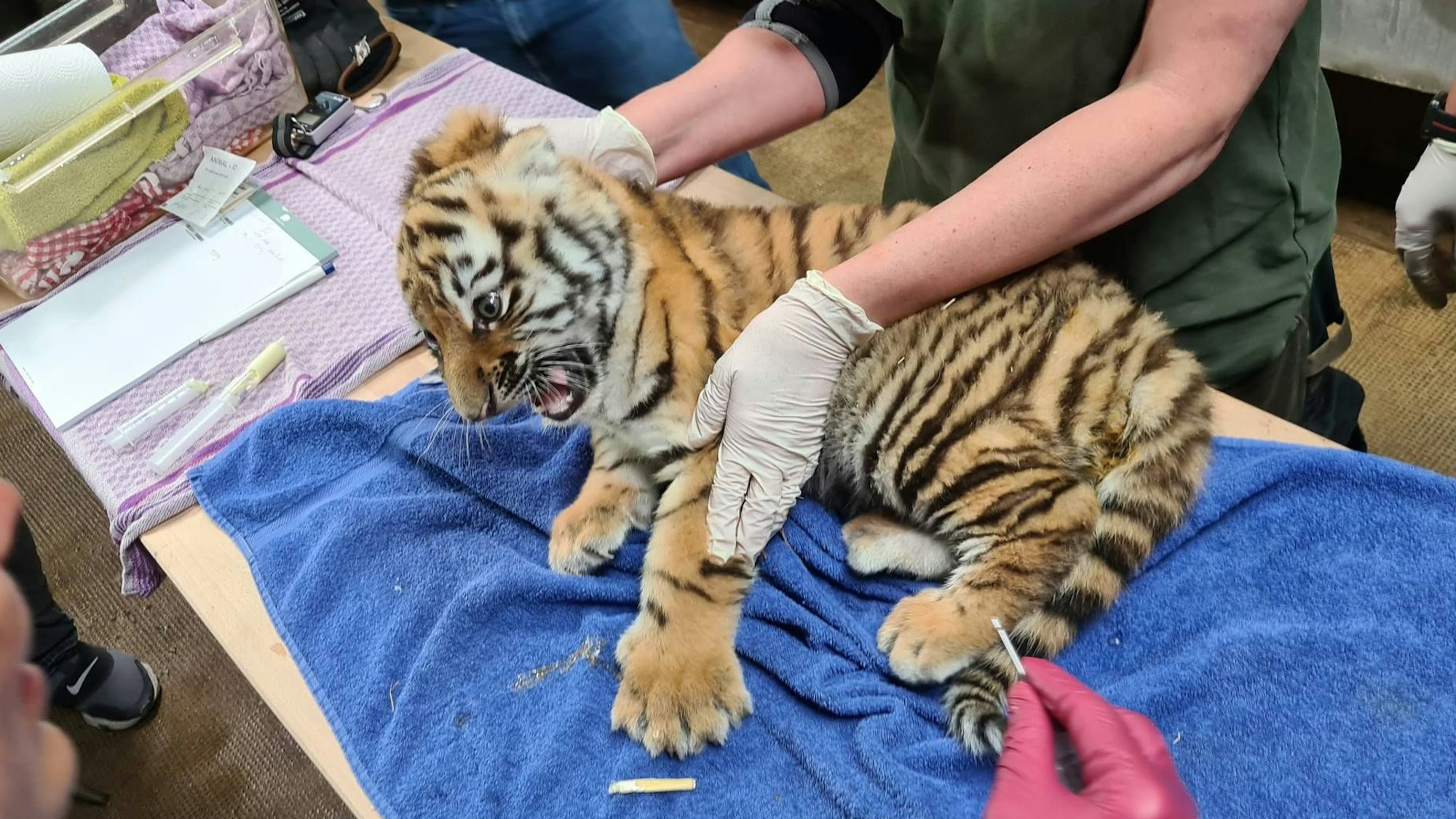 „Lass mich in Ruhe!“ scheint diese Tierjunge zu denken. Mindestens.