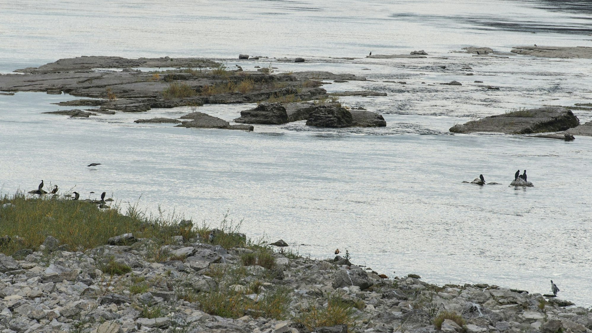 Enten sitzen beim Wasserkraftwerk bei Rheinfelden (Baden-Württemberg) auf Felsen. (Symbolbild)