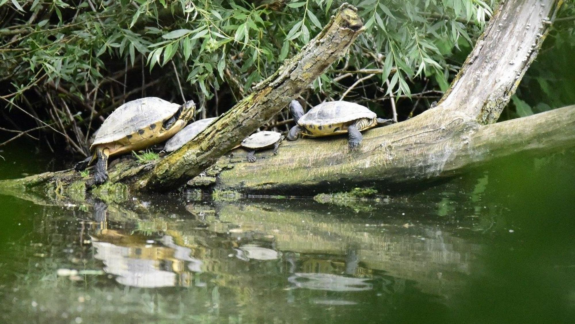 Auf dem Foto sind Schildkröten zu sehen, die such auf einem Baumstamm liegend sonnen.