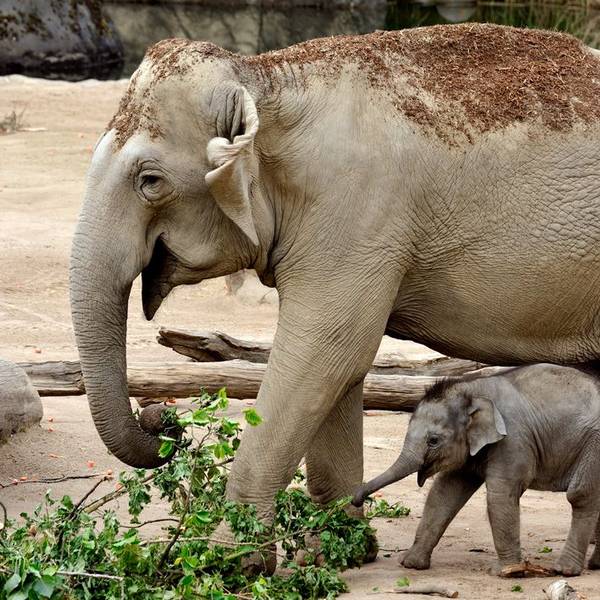 Zum ersten Mal Mutter wurde Marlar im Jahr 2027; sie brachte einen kleinen Bullen zur Welt. Ein winziger Elefant läuft neben Marlar her.